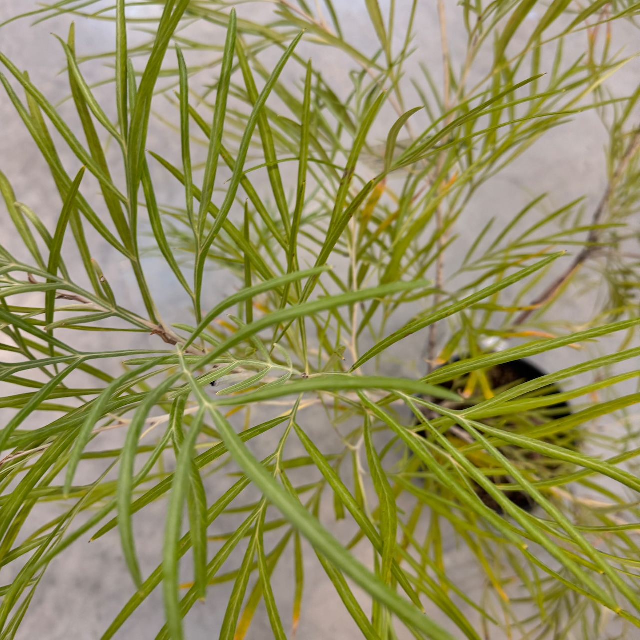 グレビレア バンクシー【655】