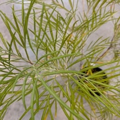 グレビレア バンクシー【655】