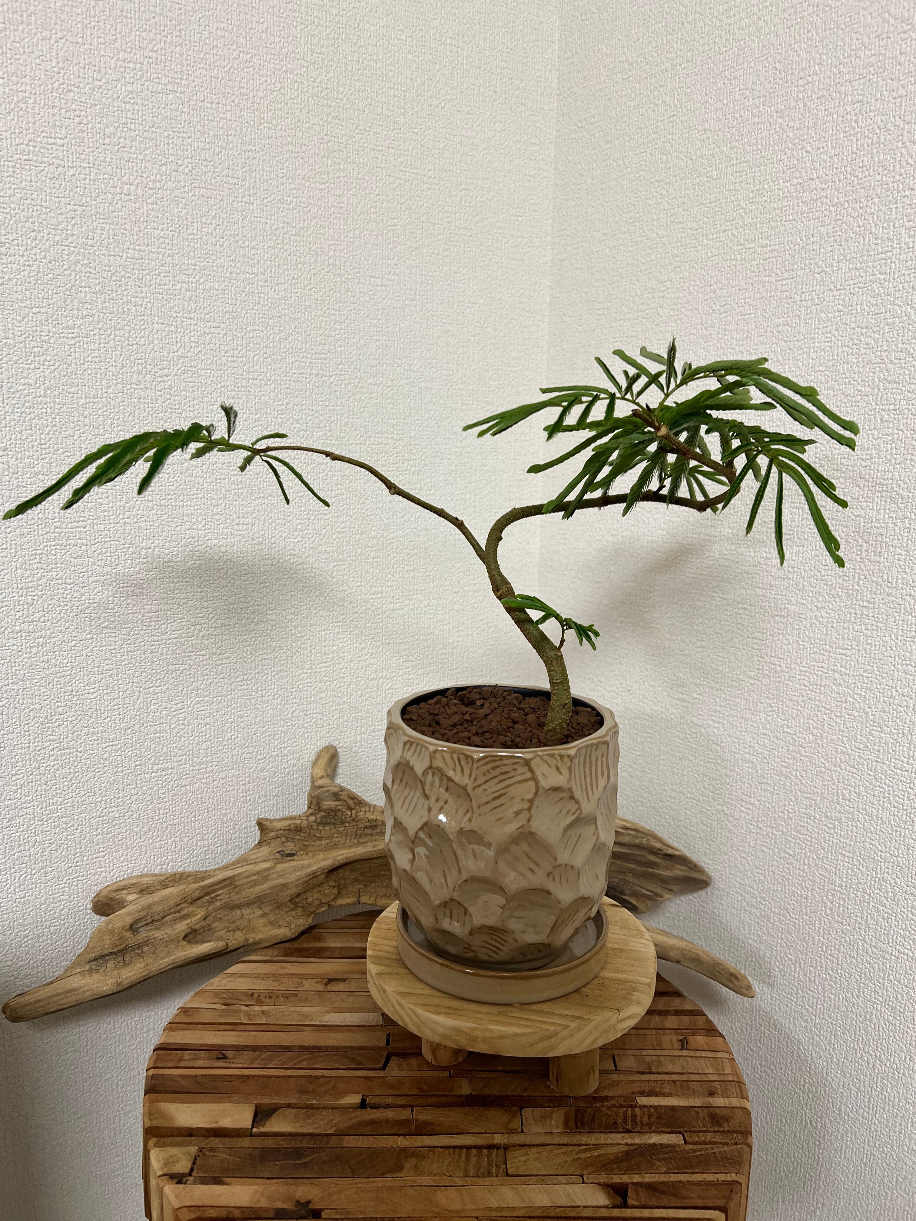 エバーフレッシュ 曲がり | greenstyle