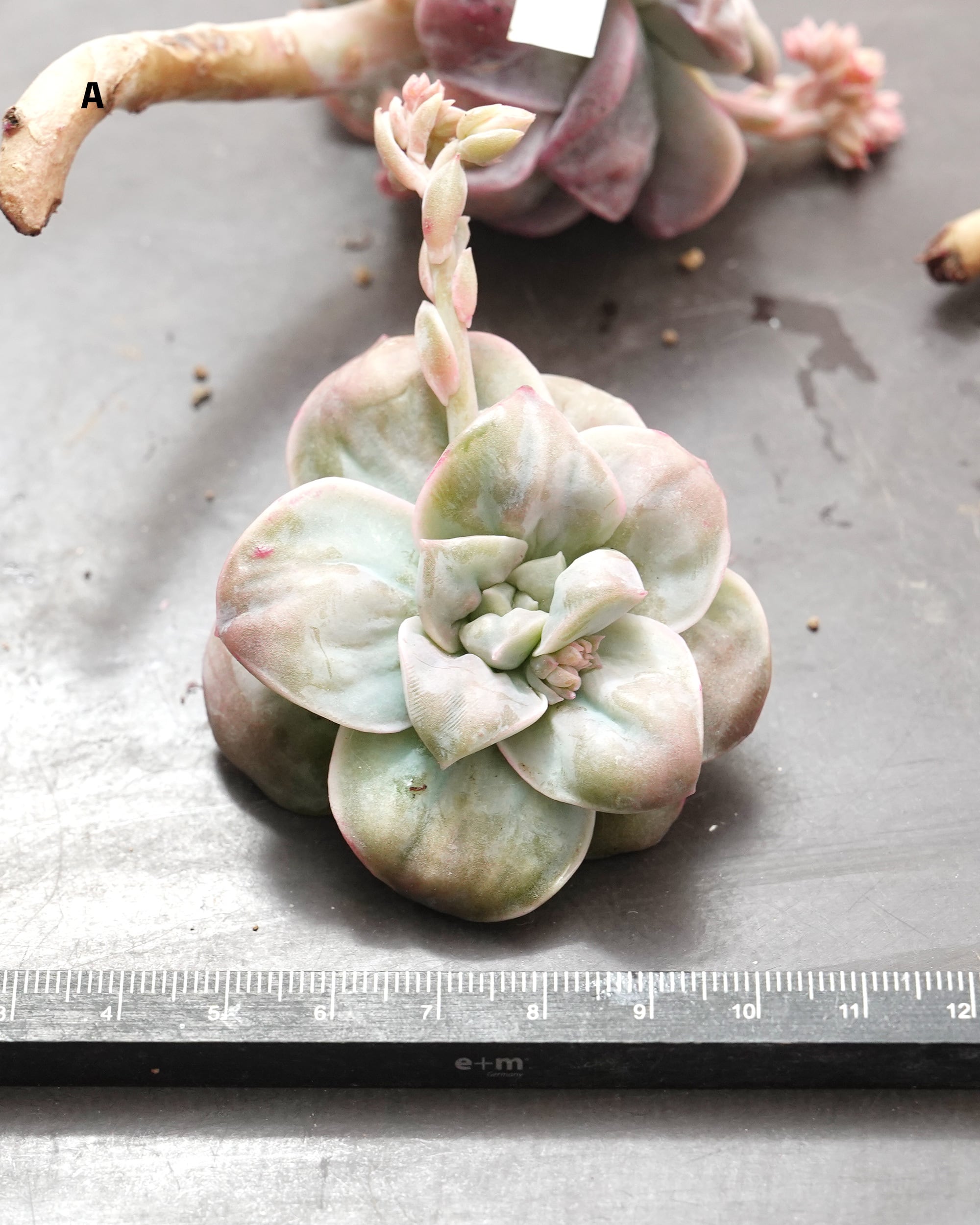 カット苗 ラブリーローズ ドロップス Echeveria 'Lovely Rose Drops