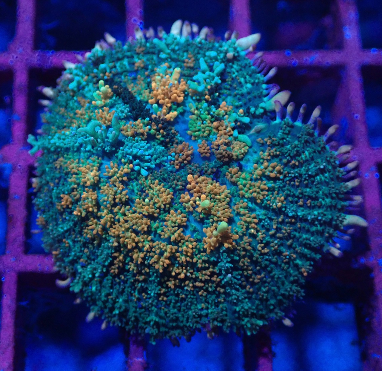 Rhodactis Prmeium 2