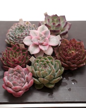 【セットD 新顔 7種】ダイヤモンドジェニー/アイビー錦/スノーフレークジェニー 他