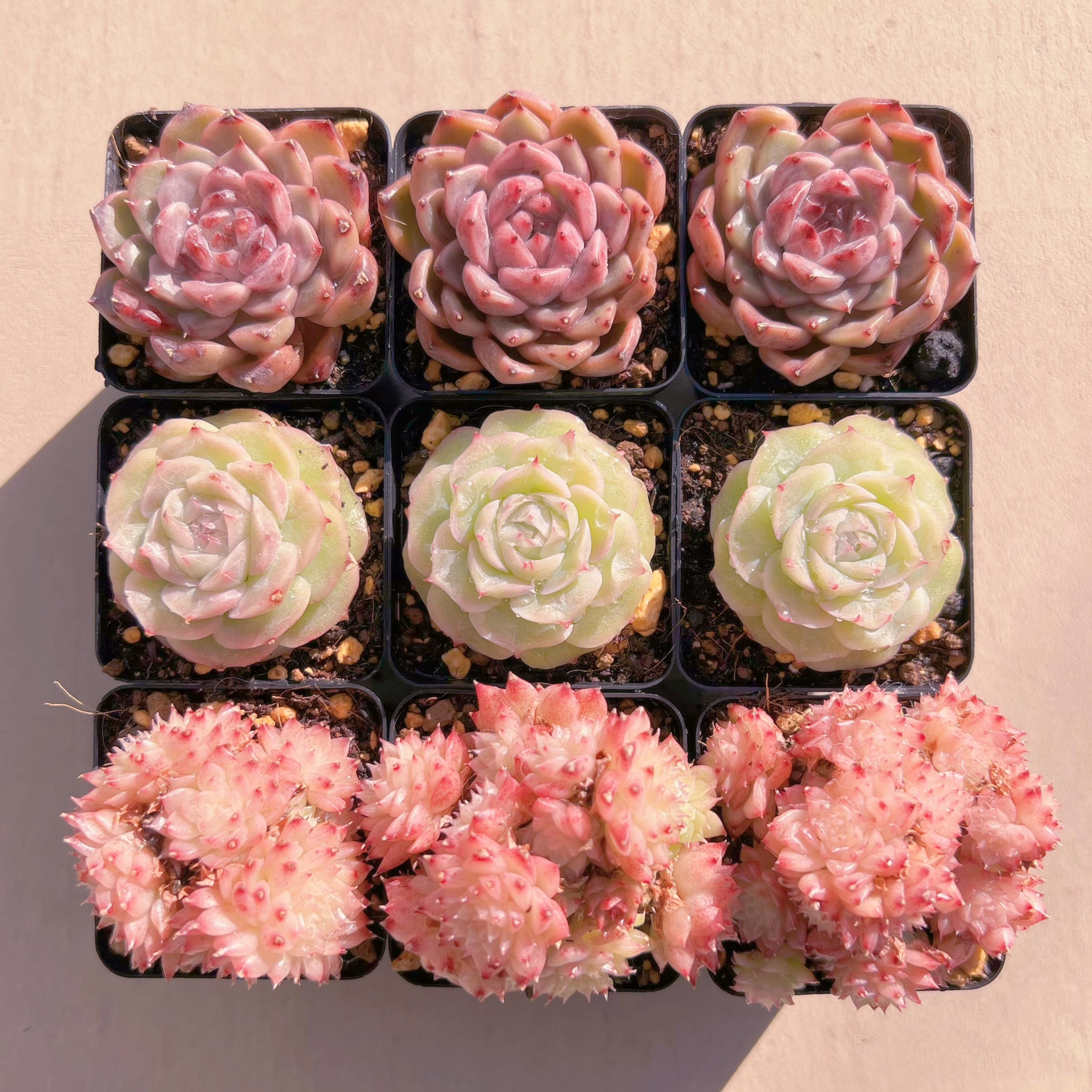 BASE販売会セットY