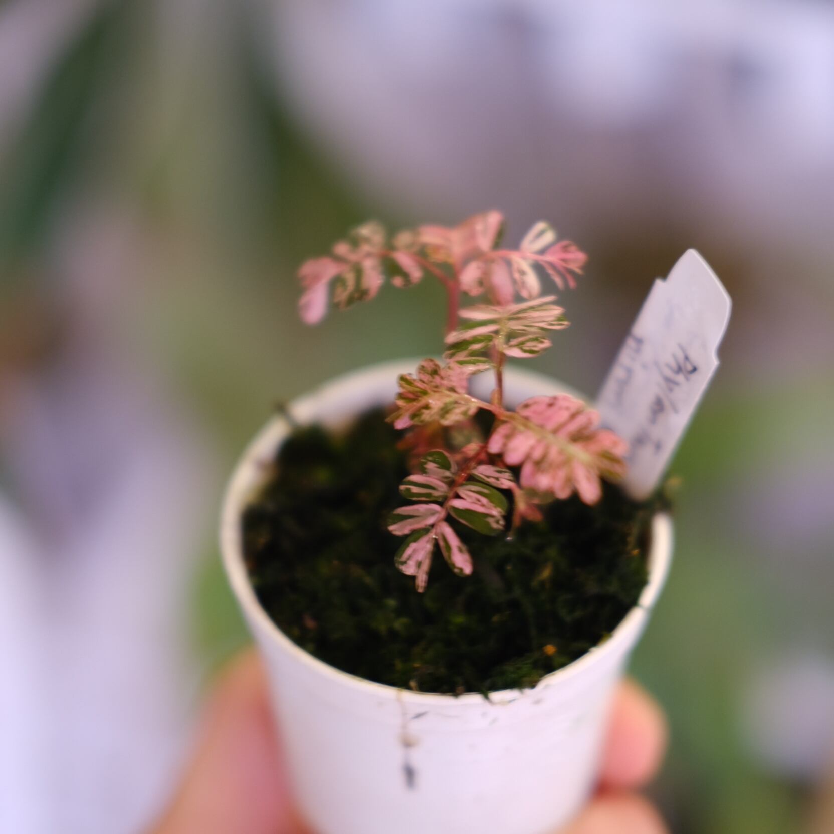 Phyllanthus urinaria 'Pink Variegated'│フィランサス・ウリナリア