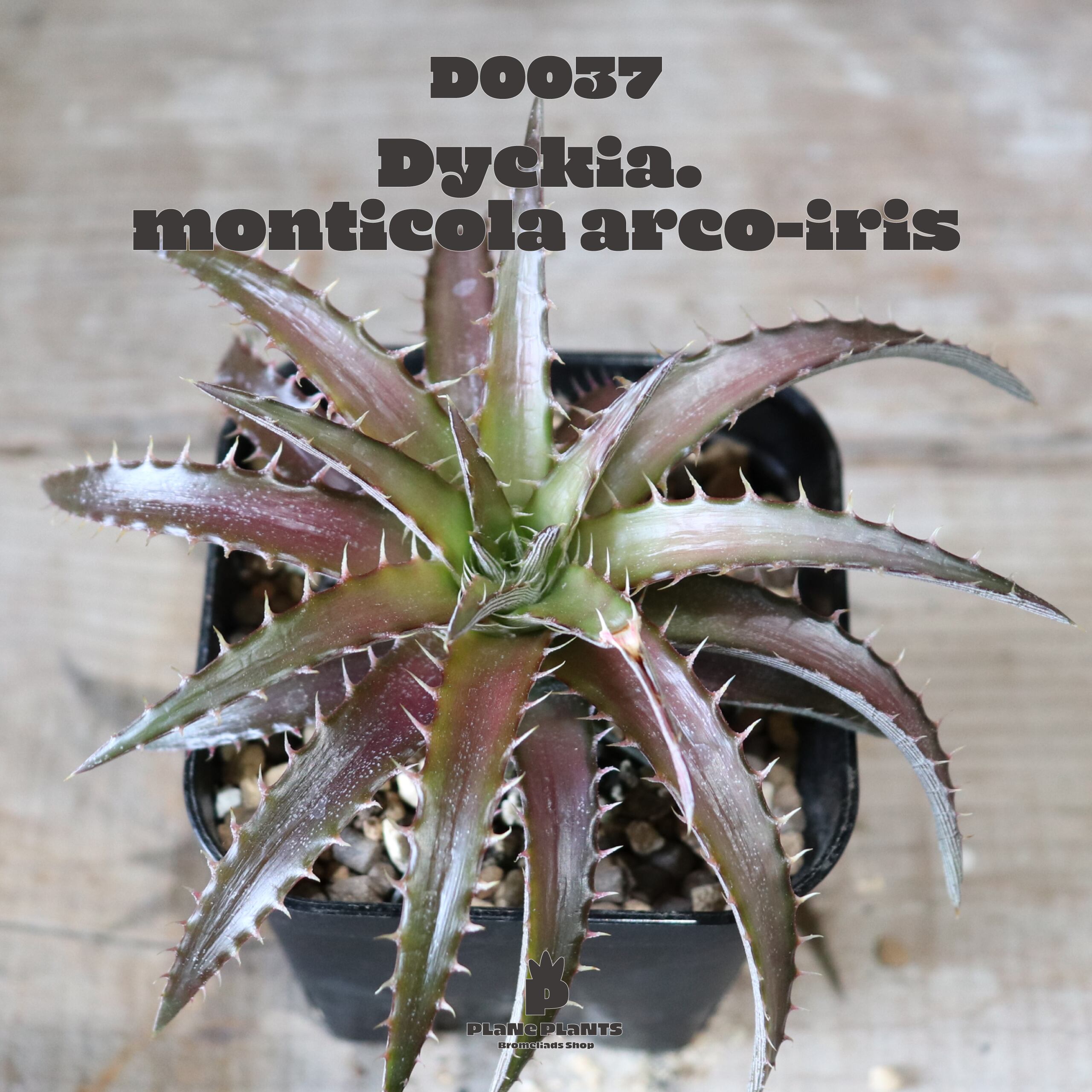 送料無料】monticola Arco-iris〔ディッキア〕現品発送D0037 | plane