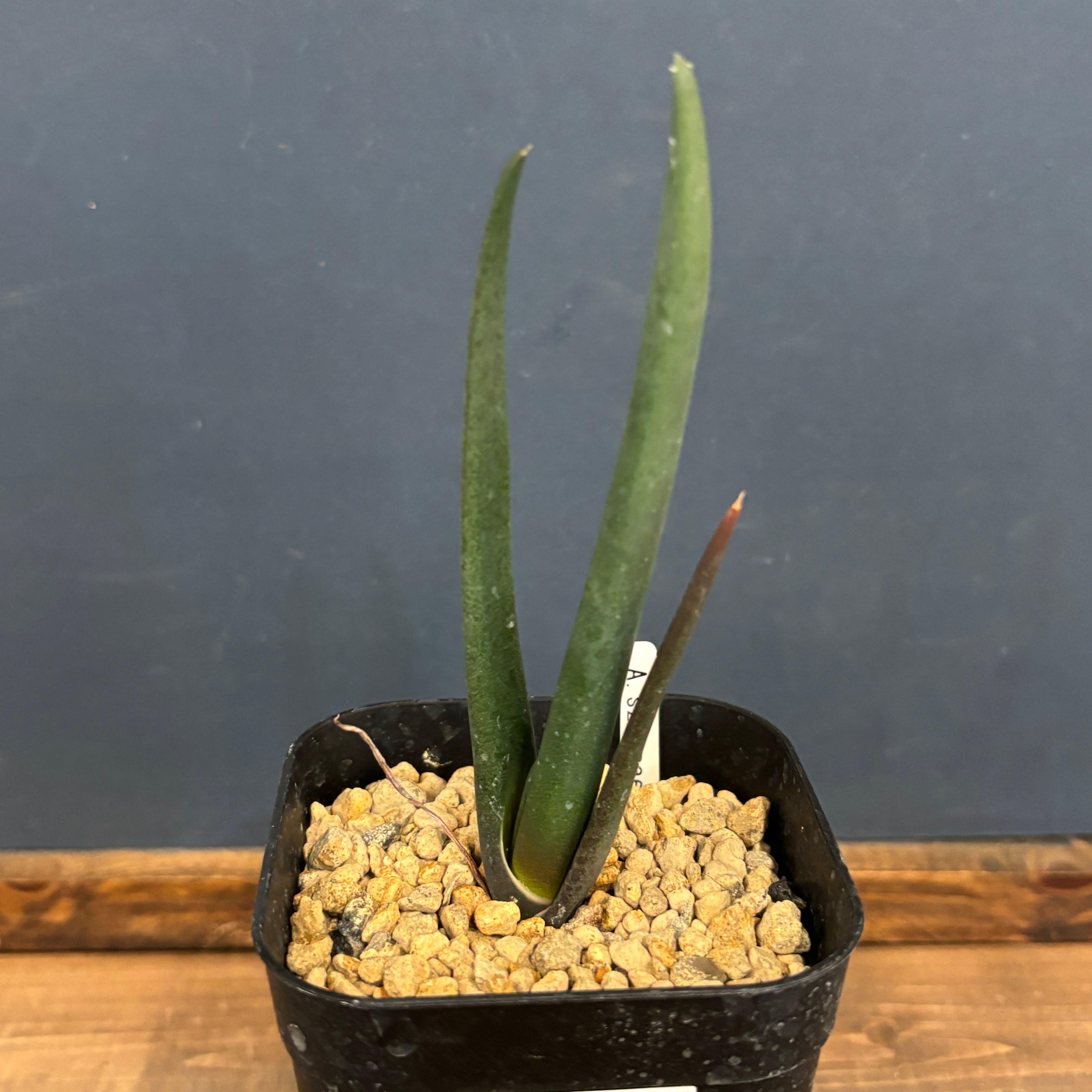 アロエ スザンナエ【223】