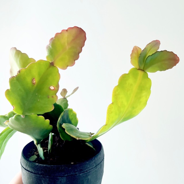 《希少》リプサリス クリスパータ Sサイズ 観葉植物 calm cafe