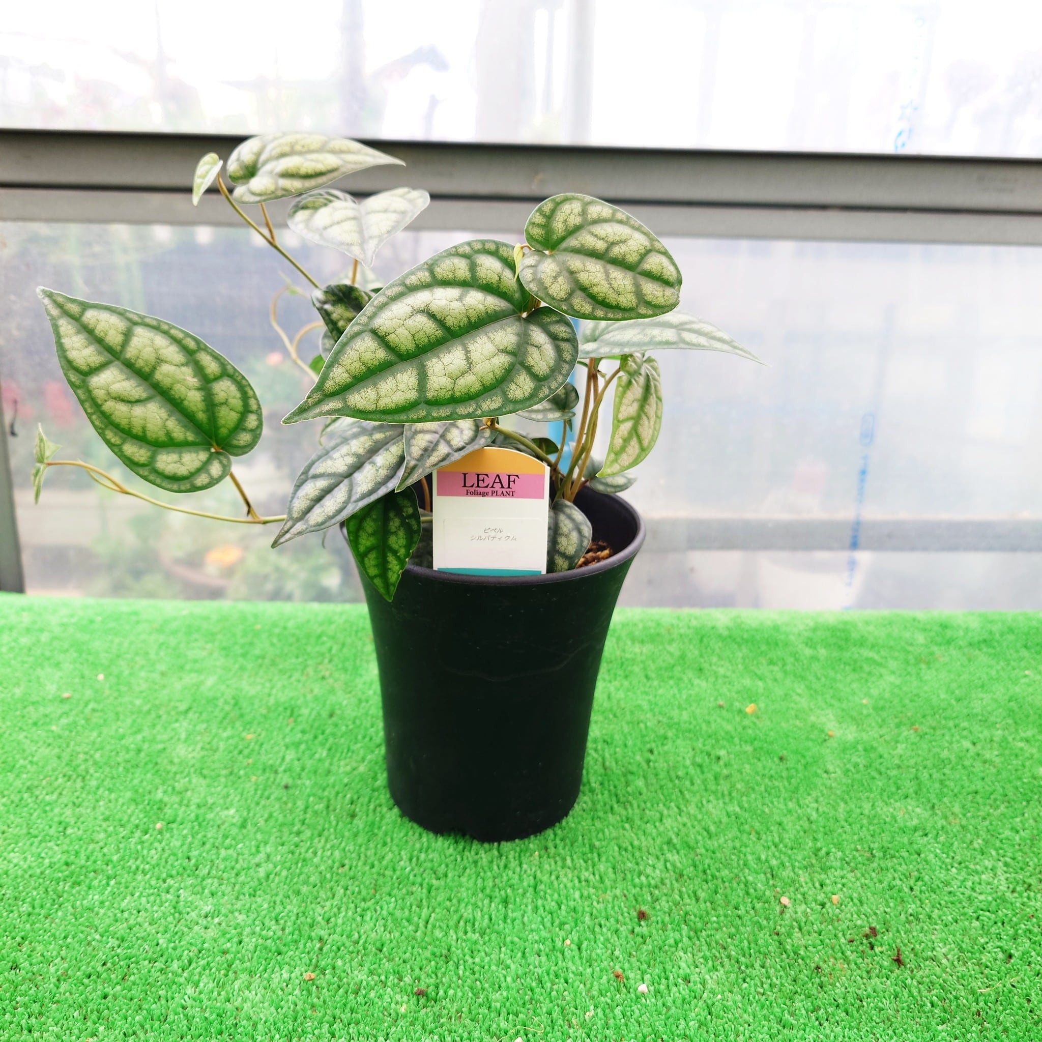 ピペル シルバティクル 4，5号鉢(植え替え仕立て済み) 観葉植物
