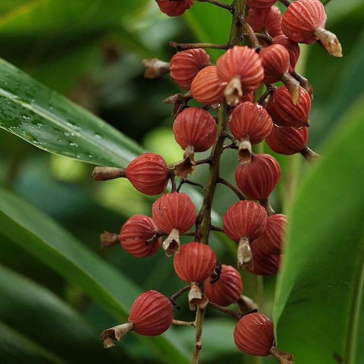 月桃実茶（ホール）【袋入】66g | REAL PLANTS