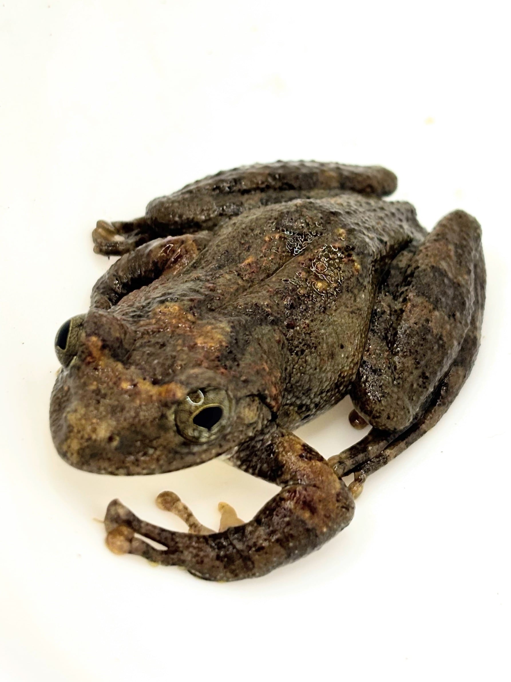 テヅカミネコメガエルCB1匹 両生類）テヅカミネコメガエル WC個体（1匹） 北海道・九州航空便要
