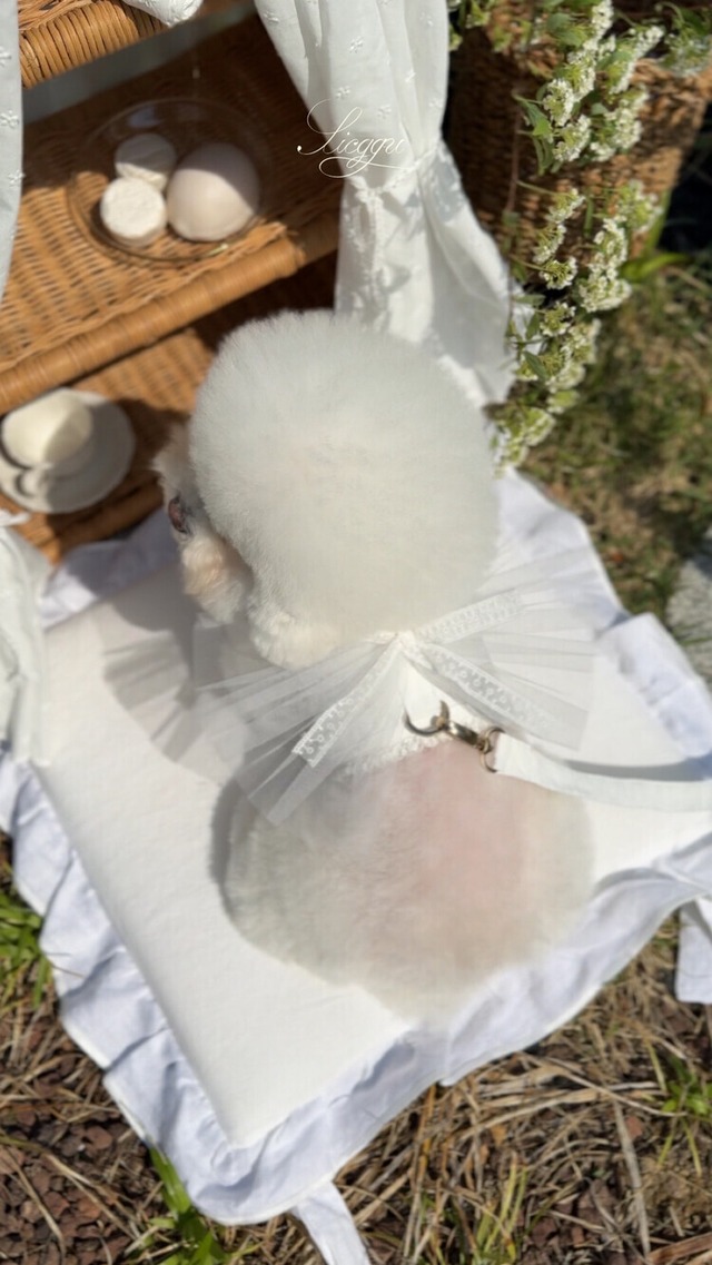 〈 即納アイテム 〉SICGGU ホワイトラブレットハーネス