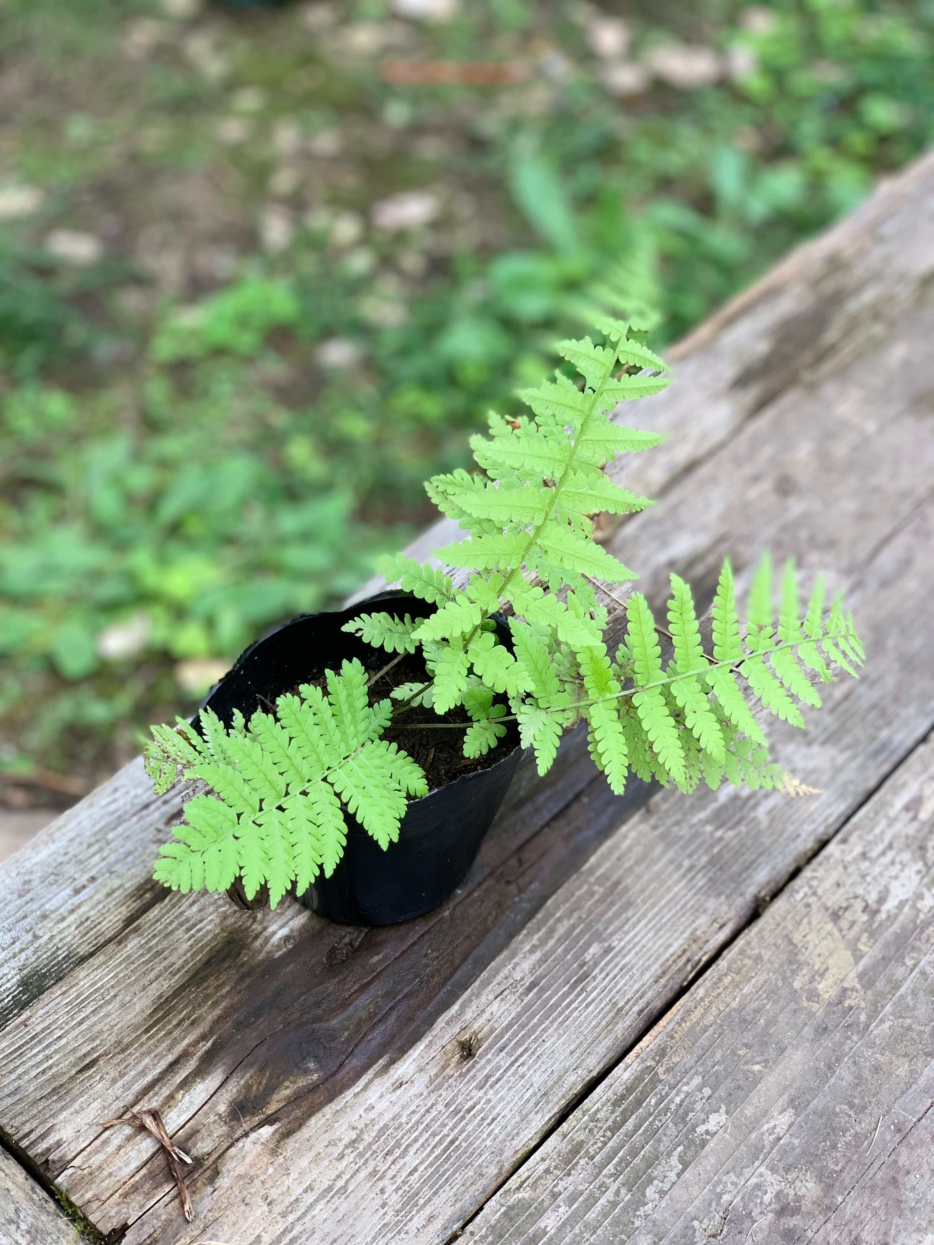 シダ 山野草 ポッド入り | BurnsGREEN