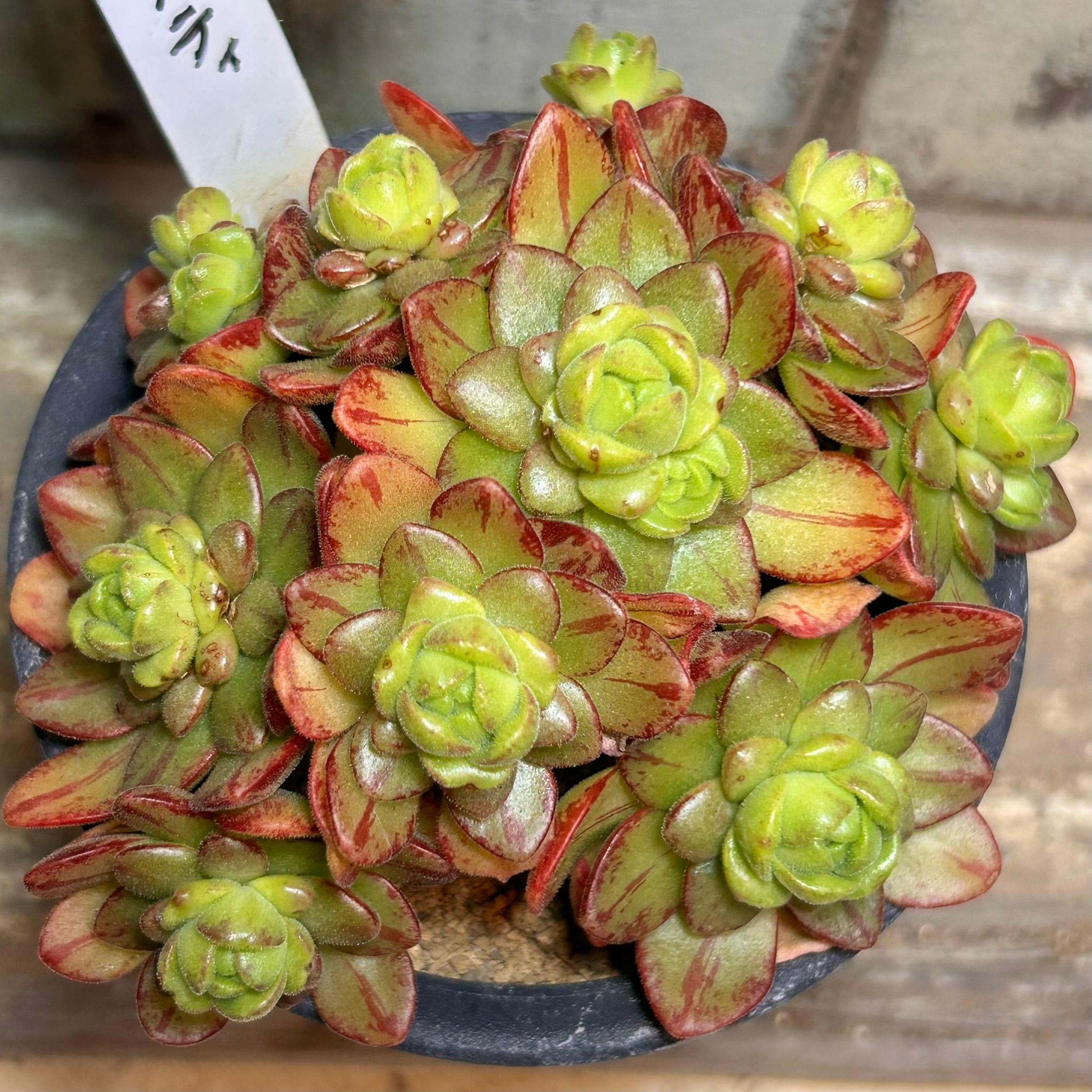 アエオニウム | RuPo 多肉植物専門店