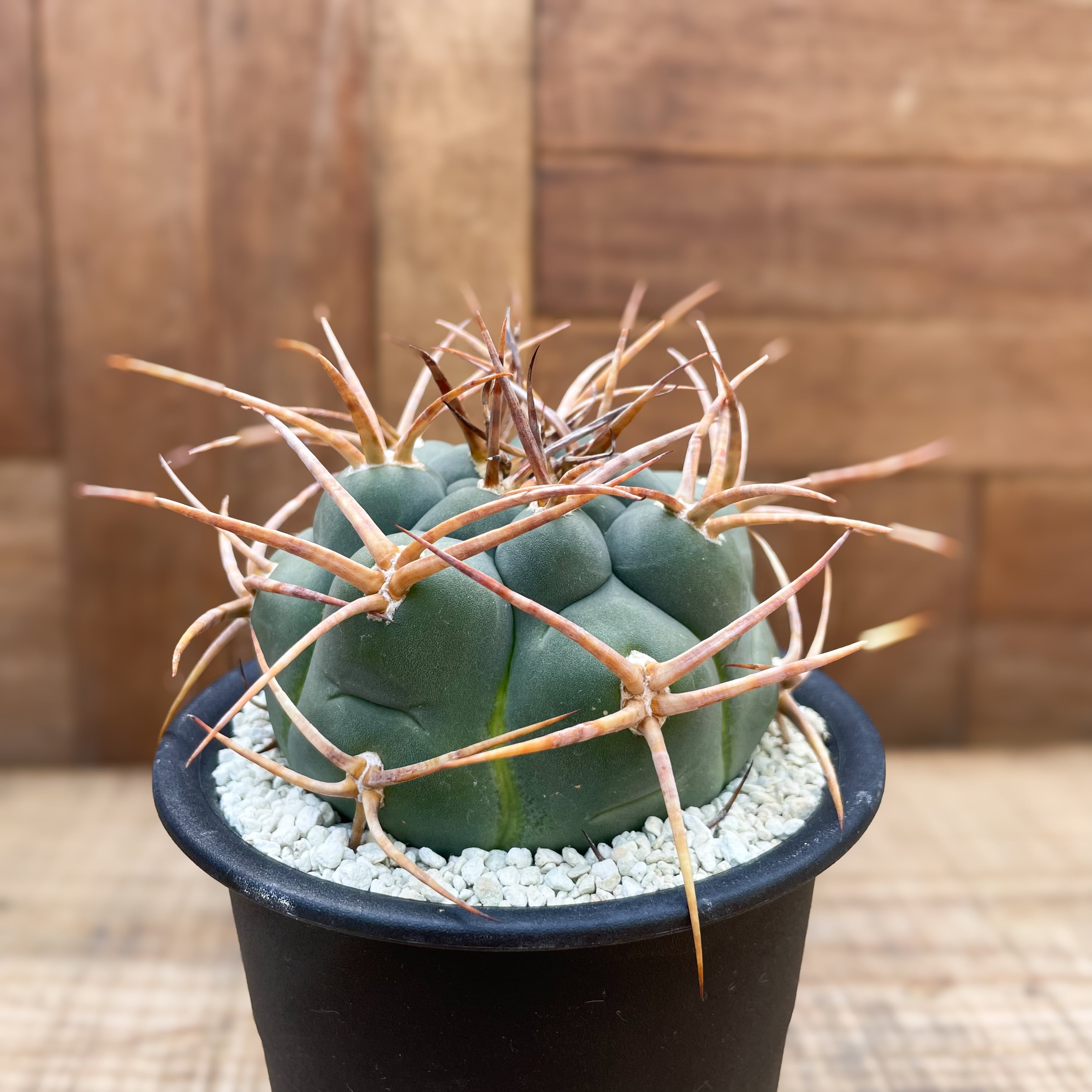 Gymnocalycium cardenasianum【ギムノカリキウム・強棘光琳玉・接木 