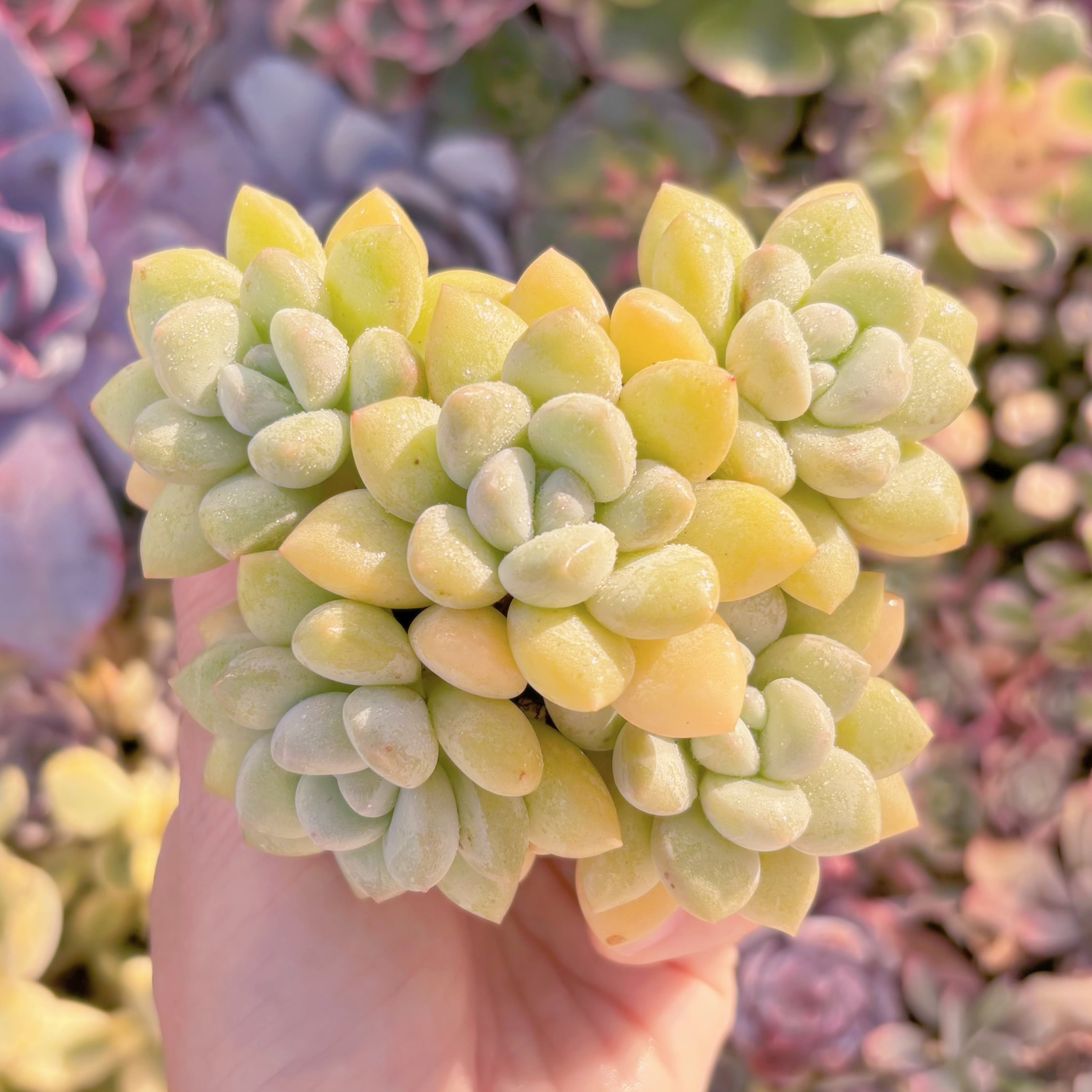 現品　チューインガム#791　群生　るる農園