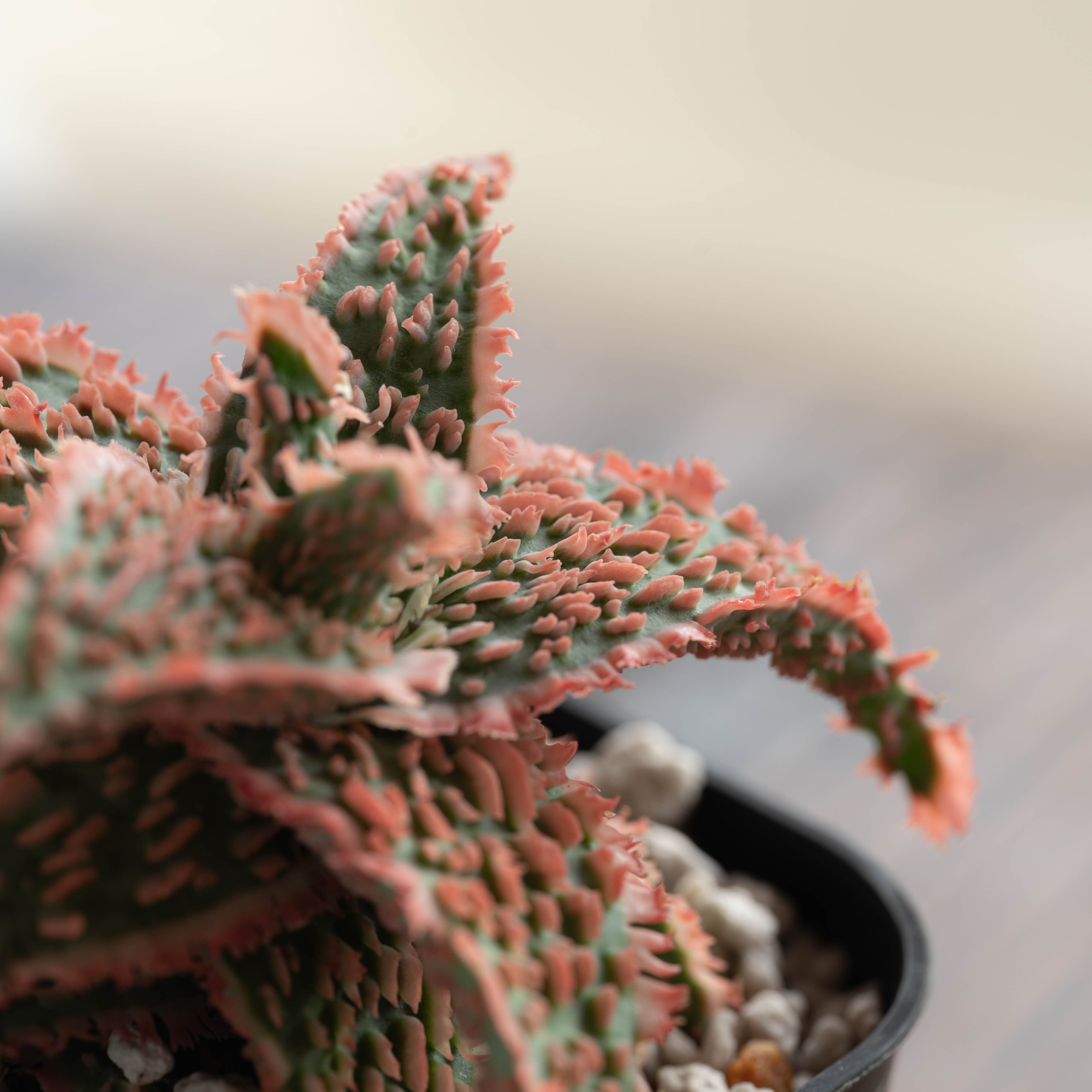 アロエ ハイブリッド -Aloe hybrid- No.13 | Agave Rocon