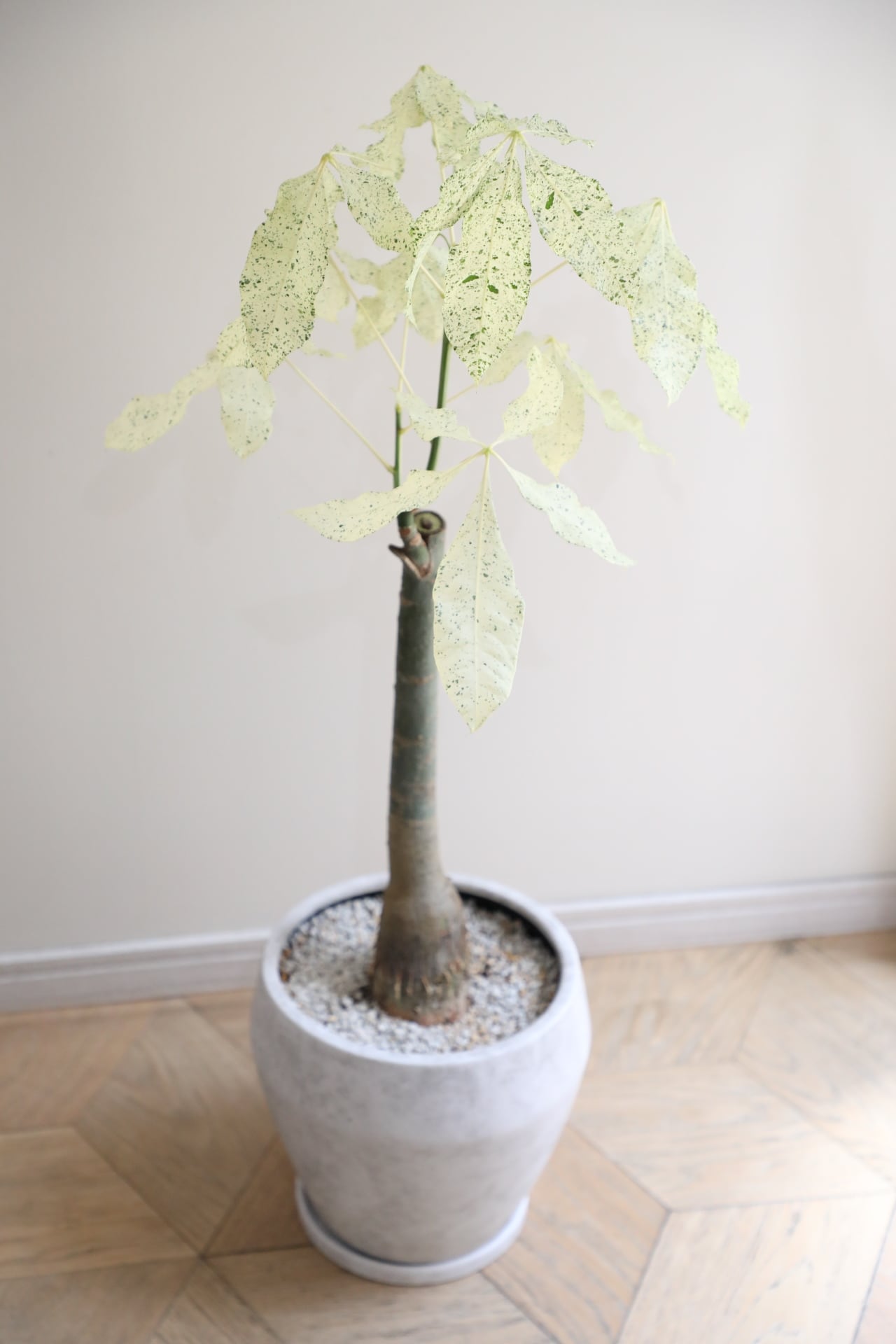 パキラ ミルキーウェイ 1 ファイバー鉢 お皿付き L/94cm】パキラ ミルキーウェイ/ pachira | 【厳選植物・器】MIDORI