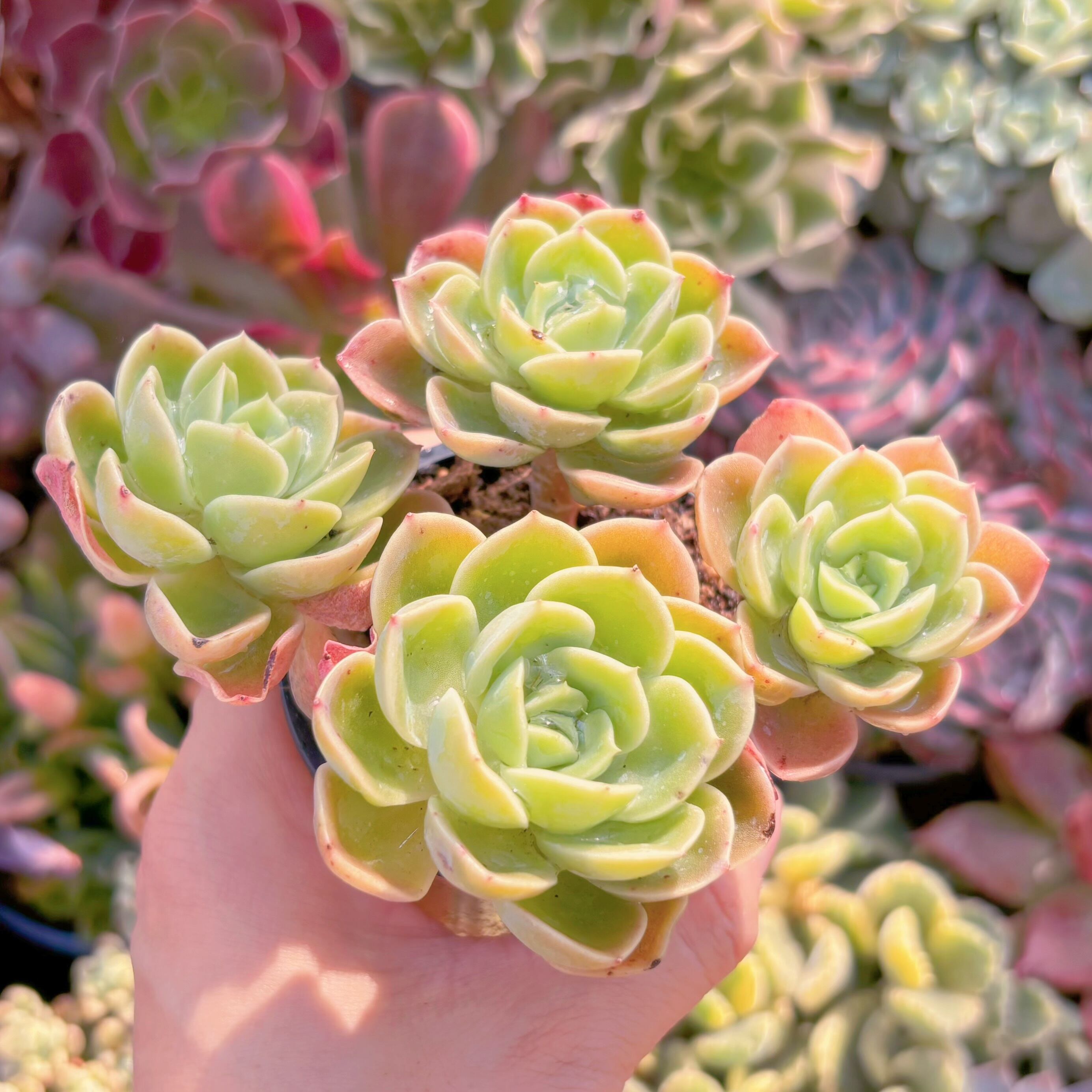 多肉植物 メロン 群生 新入荷 るる農園 | るる農園~多肉植物専門