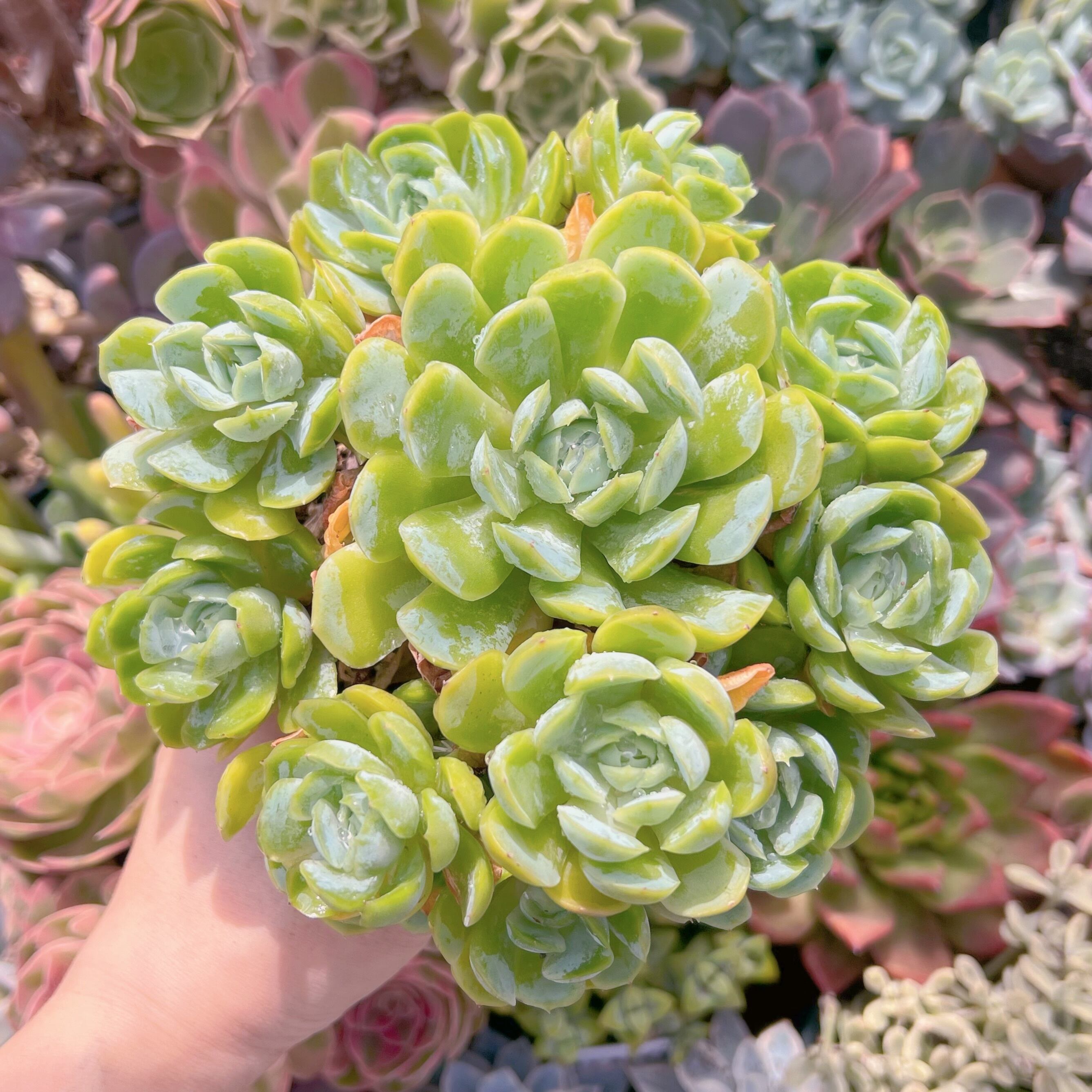 多肉植物 クリームベリー 特大群生 | るる農園~多肉植物専門