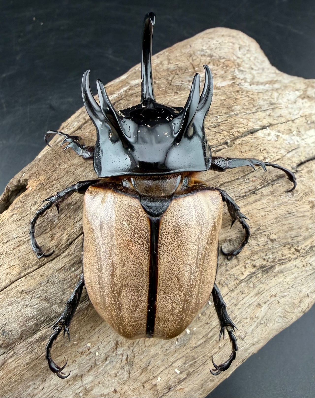 【WF1】《ゴホンツノカブト原名亜種 タイ産 74mm ペア》