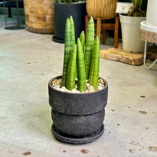 サンスベリア・スタッキー