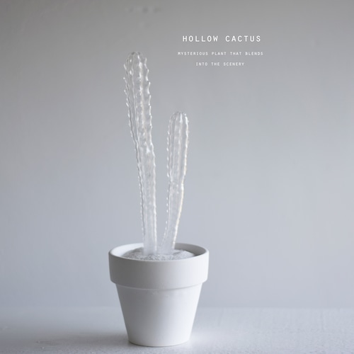 hollow cactus グラウケスケンス