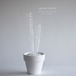 hollow cactus グラウケスケンス