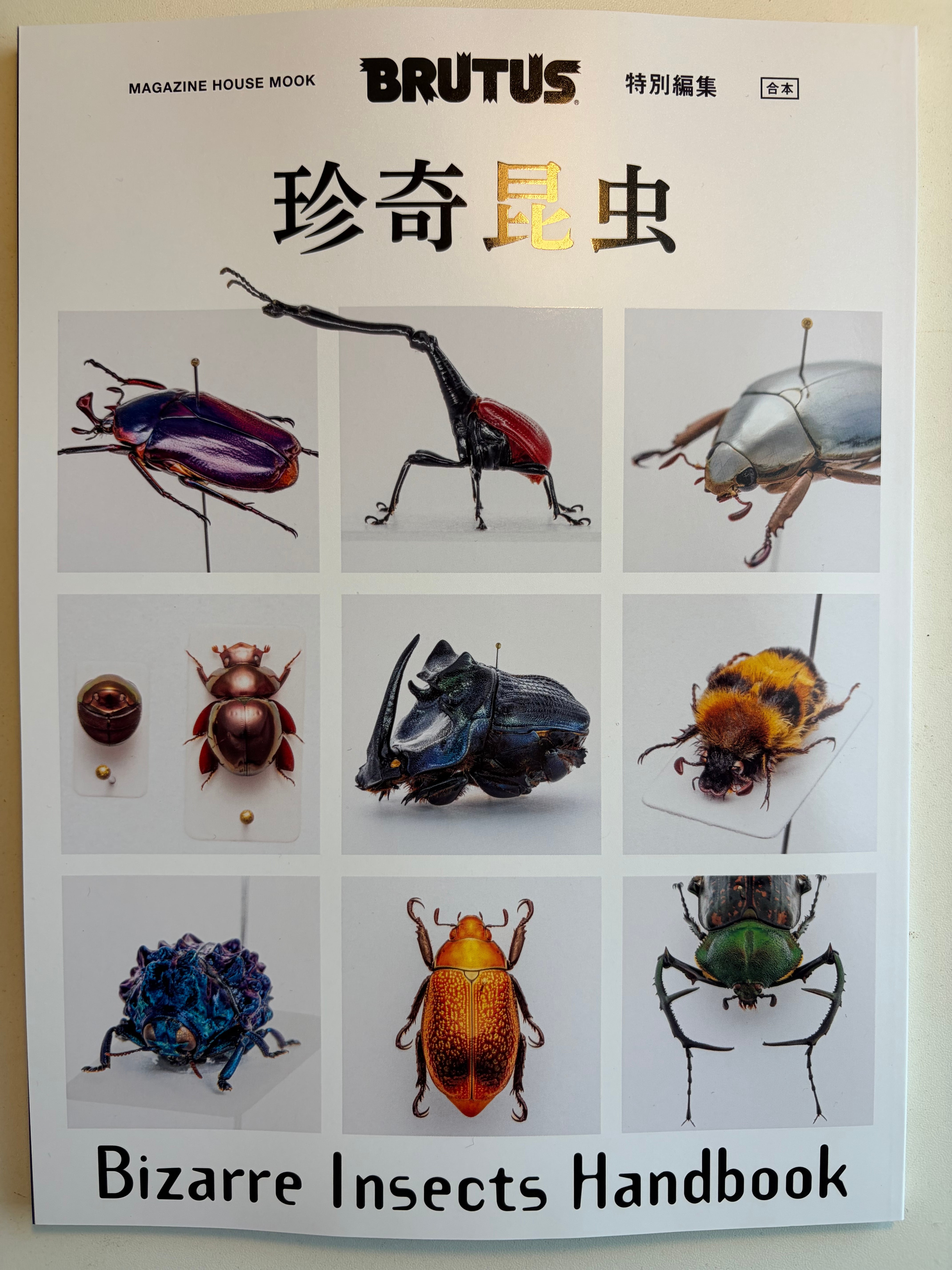 ムシヒキアブの一種 ハエ ベルゼバブ キエリアブラゼミ 蝉セミハエハチ