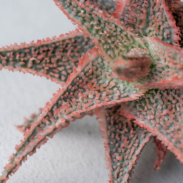 アロエ ハイブリッド -Aloe hybrid- No.22