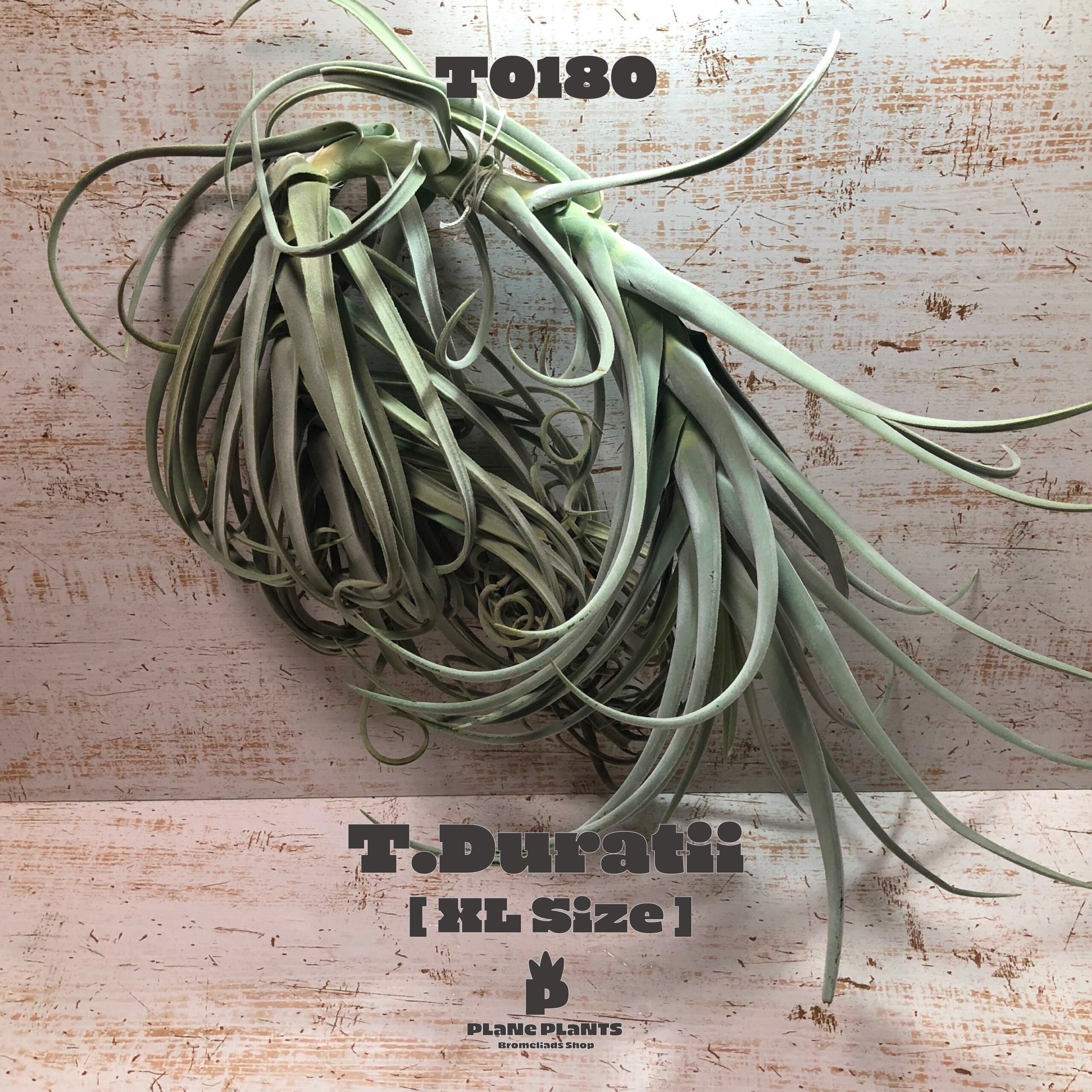 【request】ドゥラティXL〔エアプランツ〕現品発送T0180