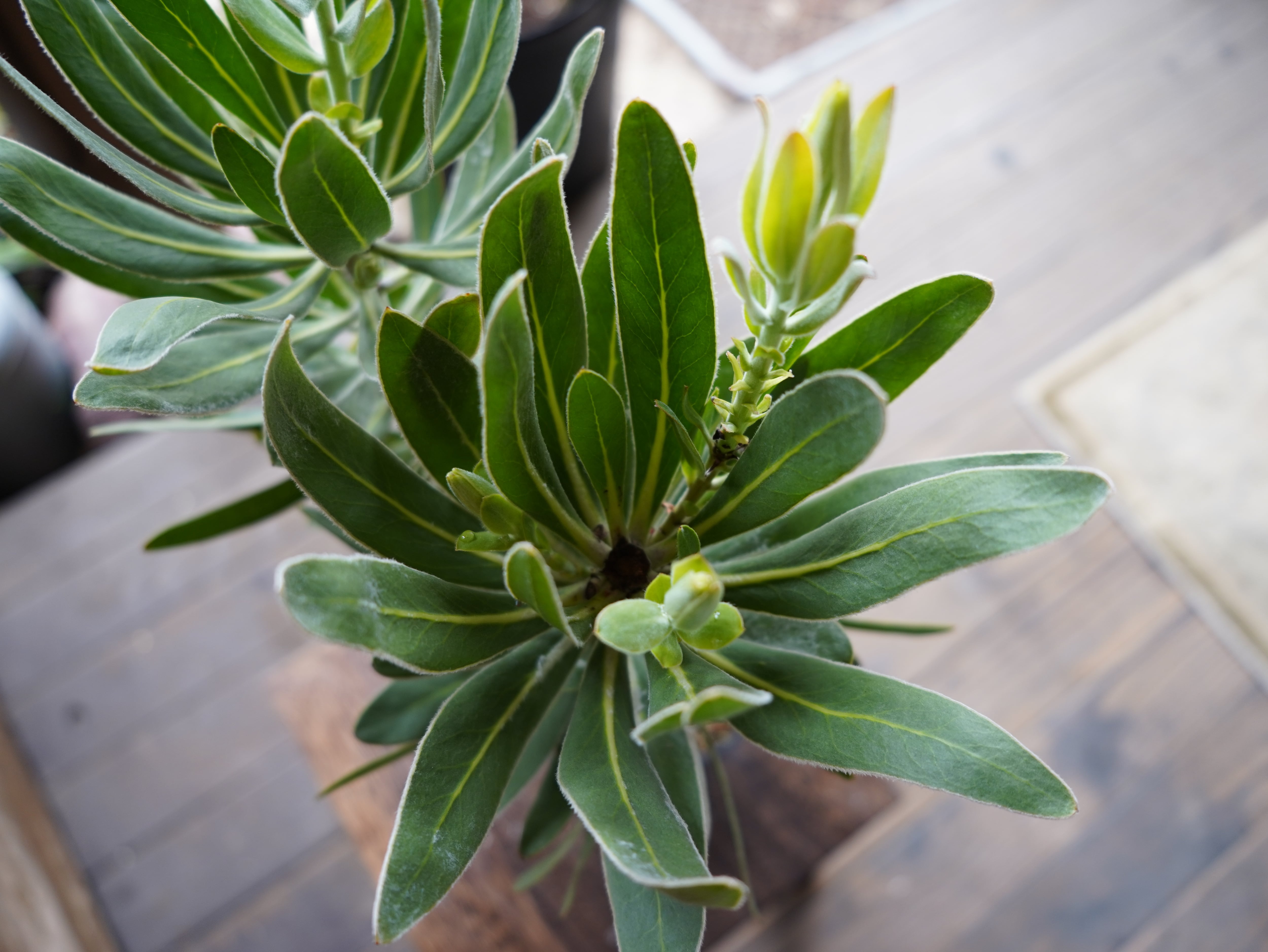 【現物】プロテア　”スペシャルピンクアイス”　C