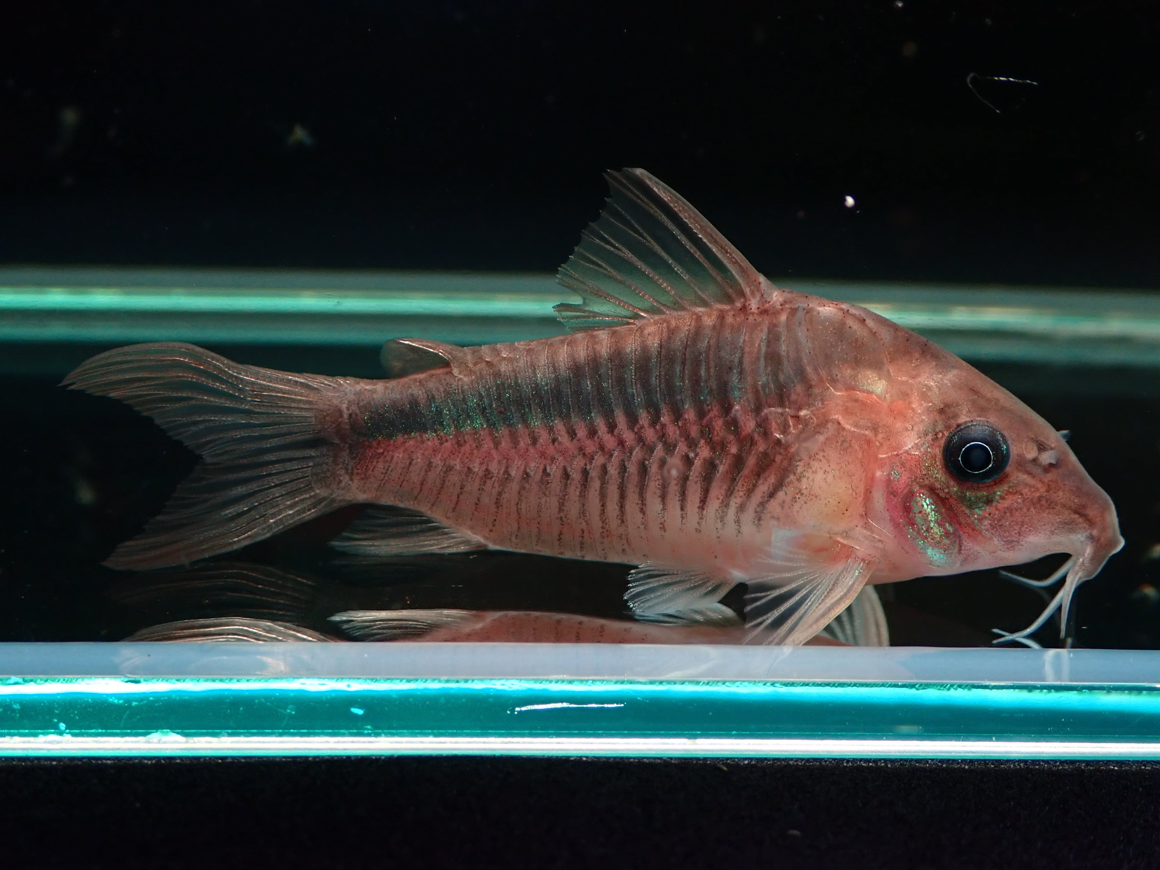 コリドラス ラバウティ wild