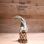 【送料無料】セレリアナ M〔エアプランツ〕現品発送T3155