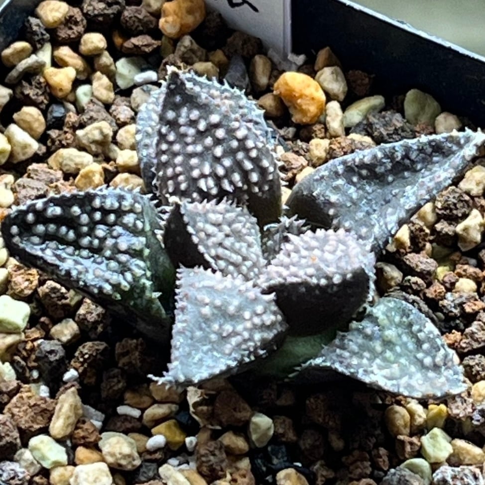 ハオルチア 狼牙 ハオルチア 狼牙 | mocono_plants