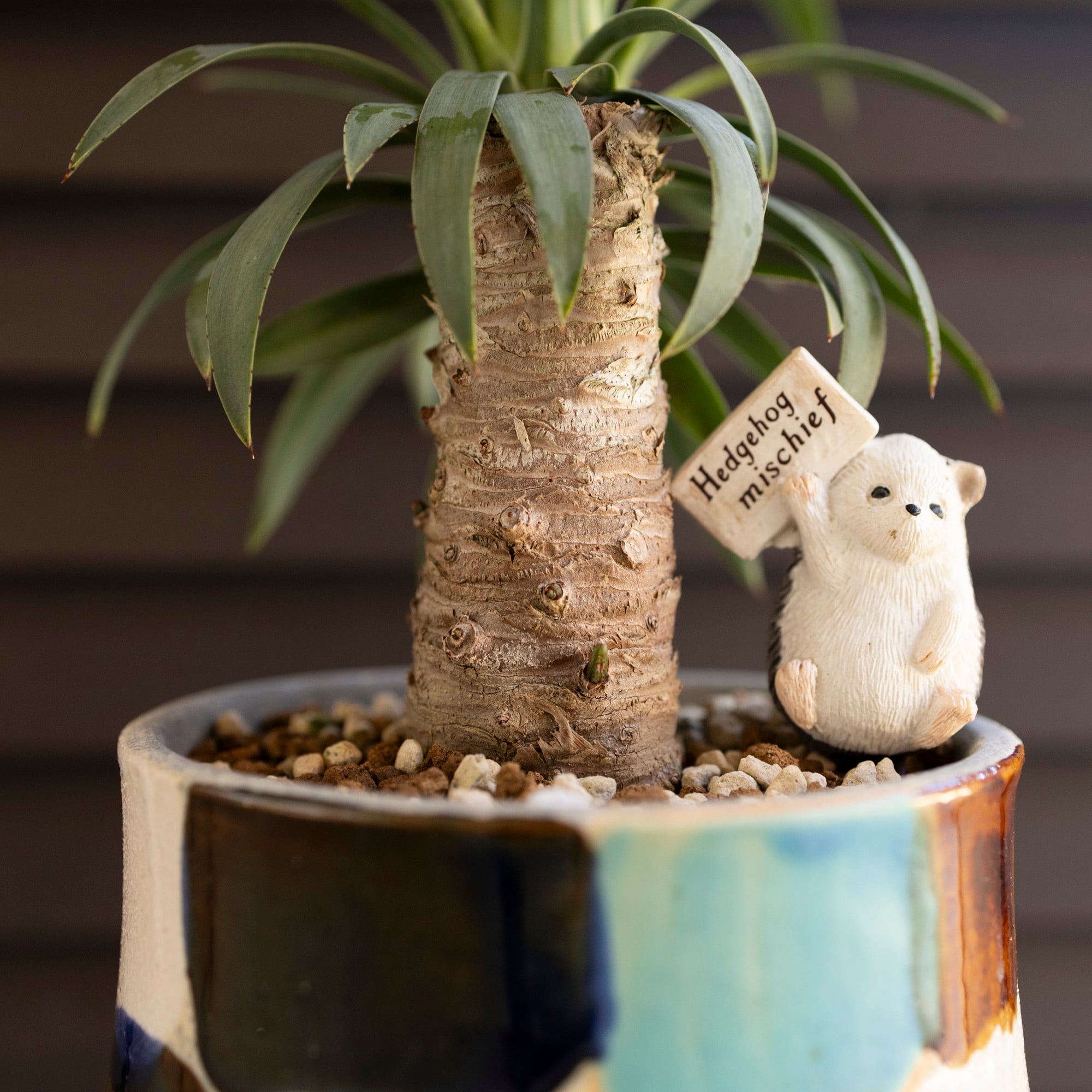 ユッカ デスメティアーナ 胴切り ブランチ 4号 信楽焼 陶器鉢 Yucca