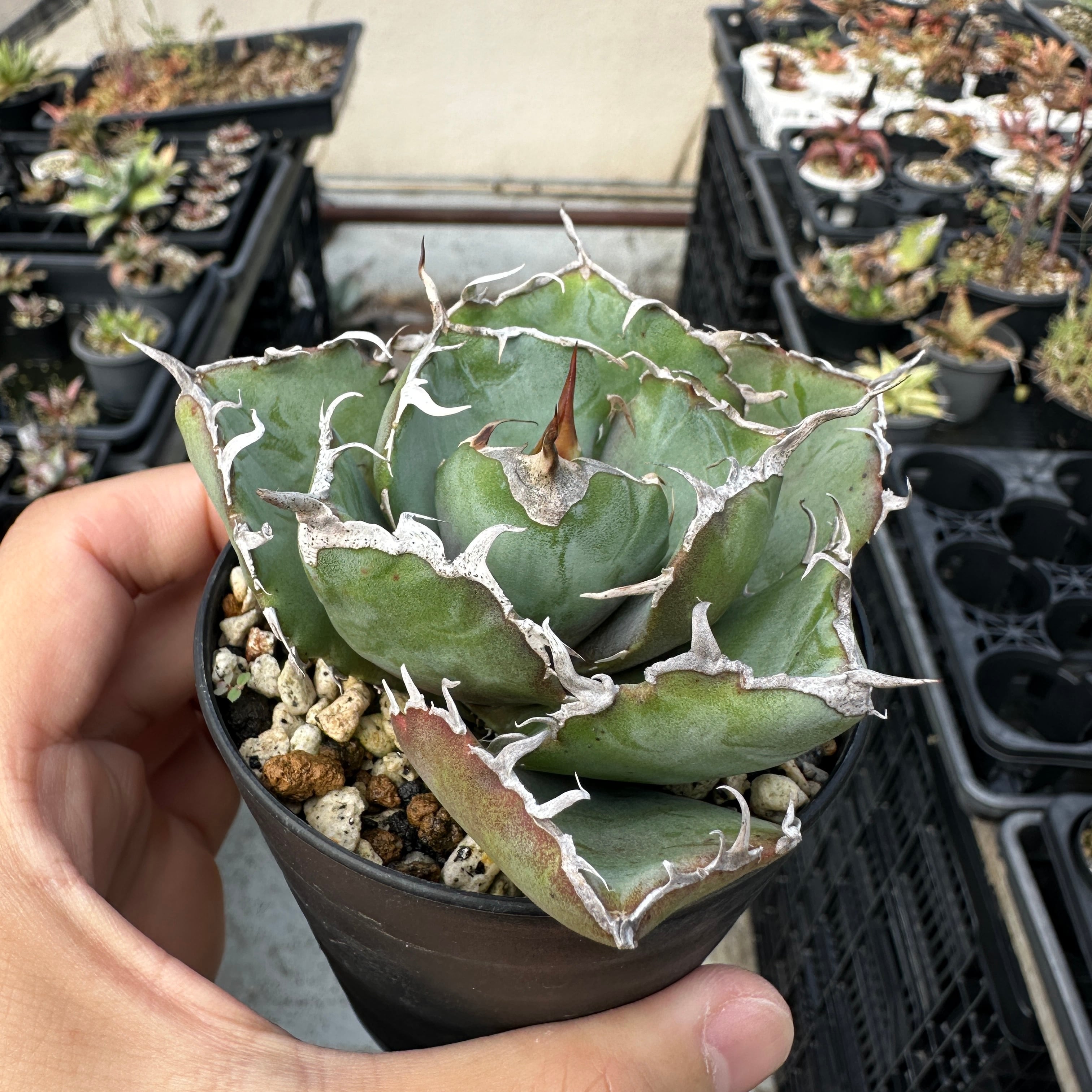 アガベ　チタノタ　白鯨　旧来　大株 アガベ チタノタ 旧来白鯨(国産白鯨) 大株