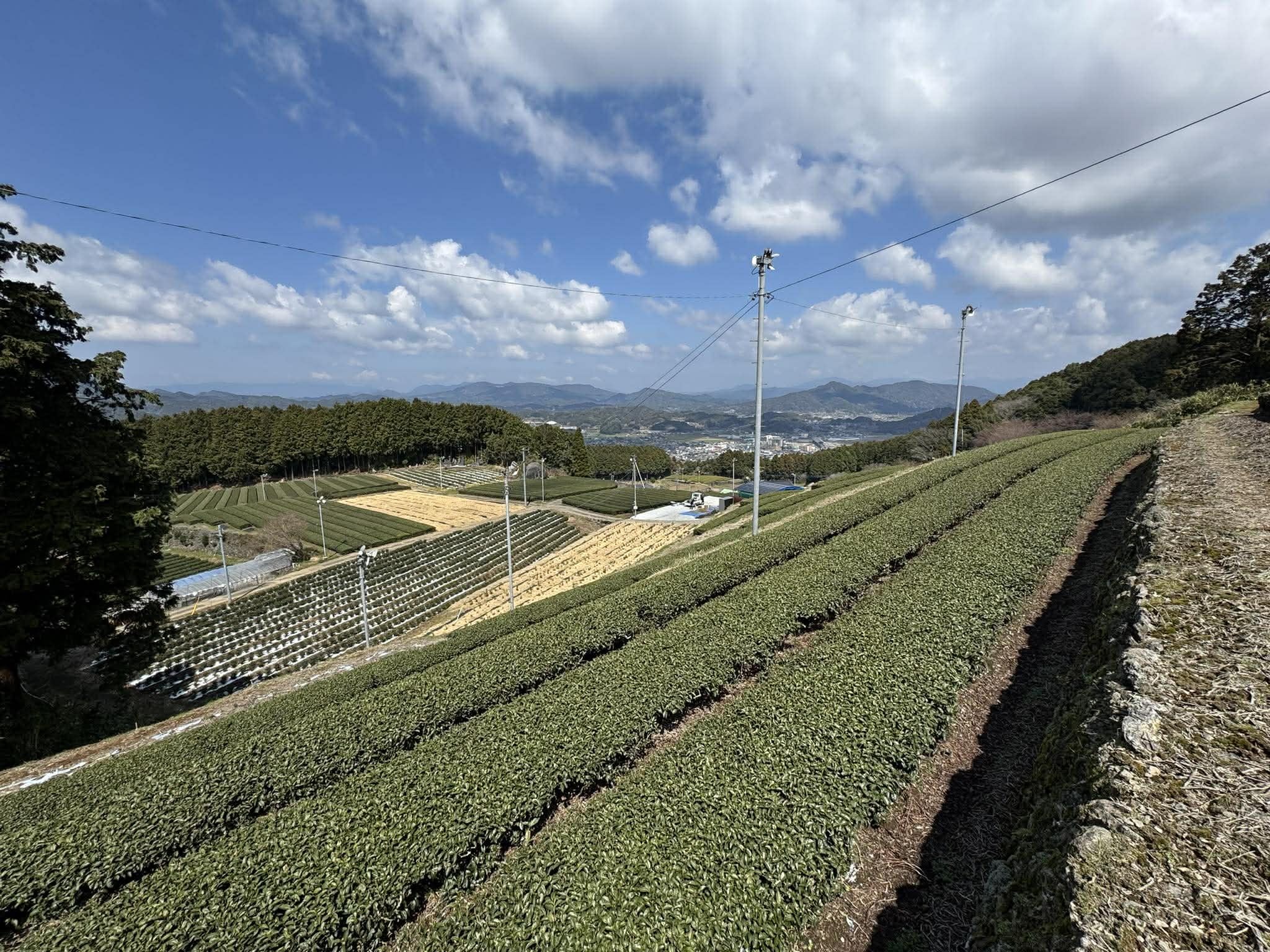 極上煎茶 80g[sencha] | 副島園 無農薬・減農薬の嬉野茶