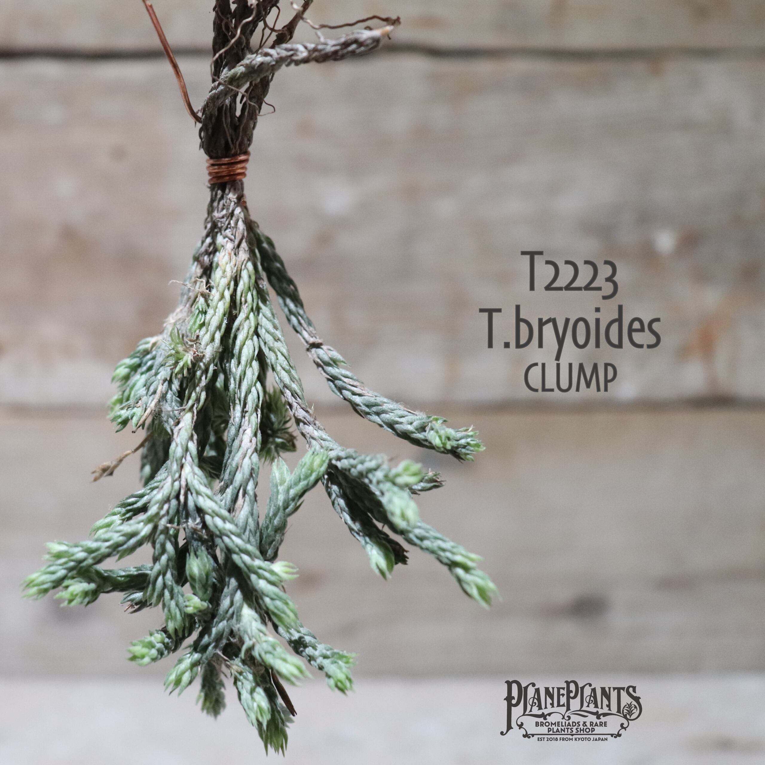 【送料無料】bryoides〔エアプランツ〕現品発送T2223