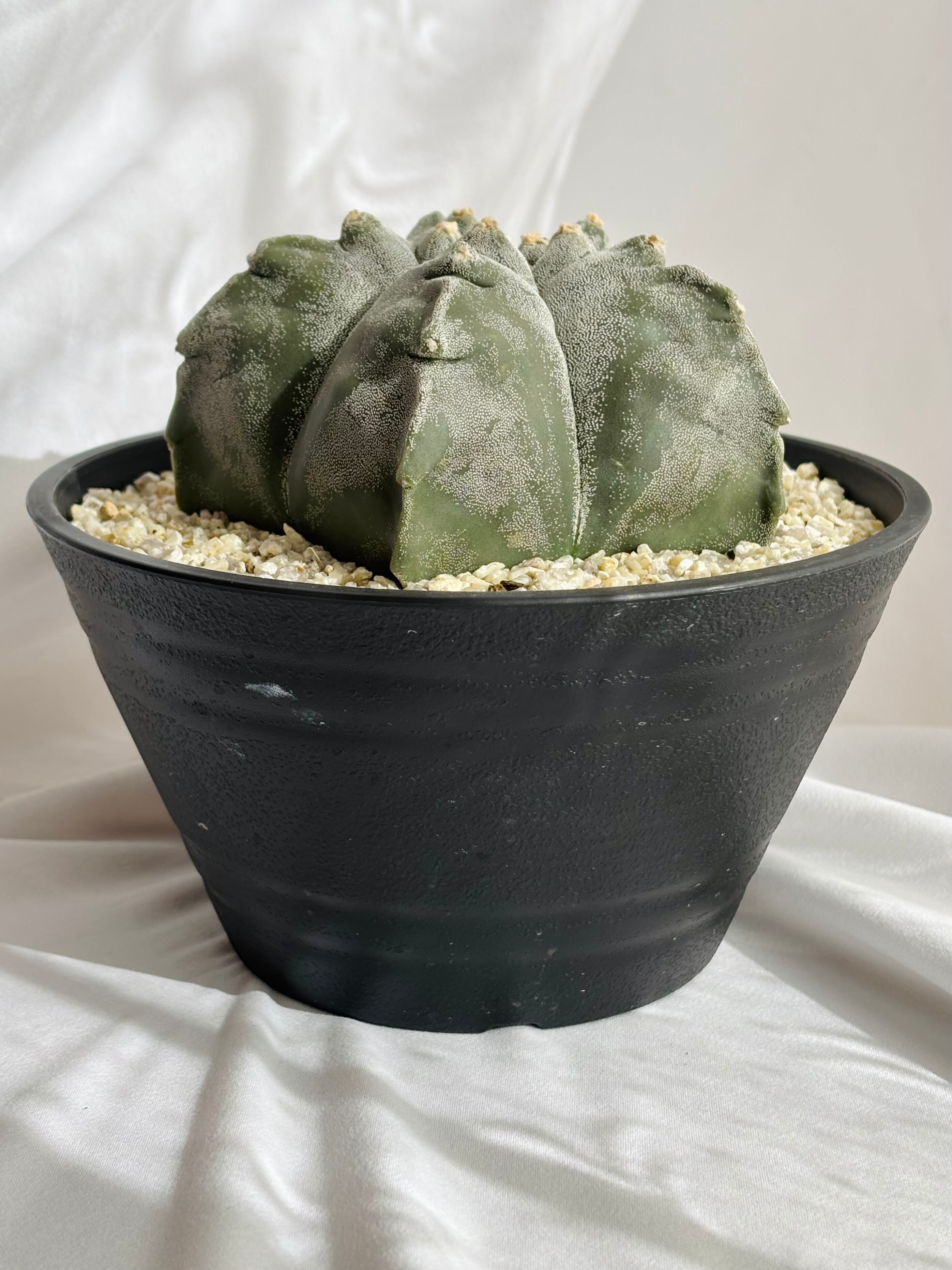 Astrophytum myriostigma アストロフィツム トサカ亀甲ランポー 鸞鳳玉