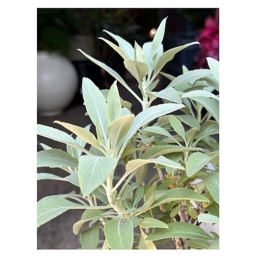 White sage