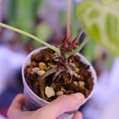 アンスリウム ドラヤキ × シルバーブラッシュ│Anthurium Dorayaki × A. Silver brush│観葉植物