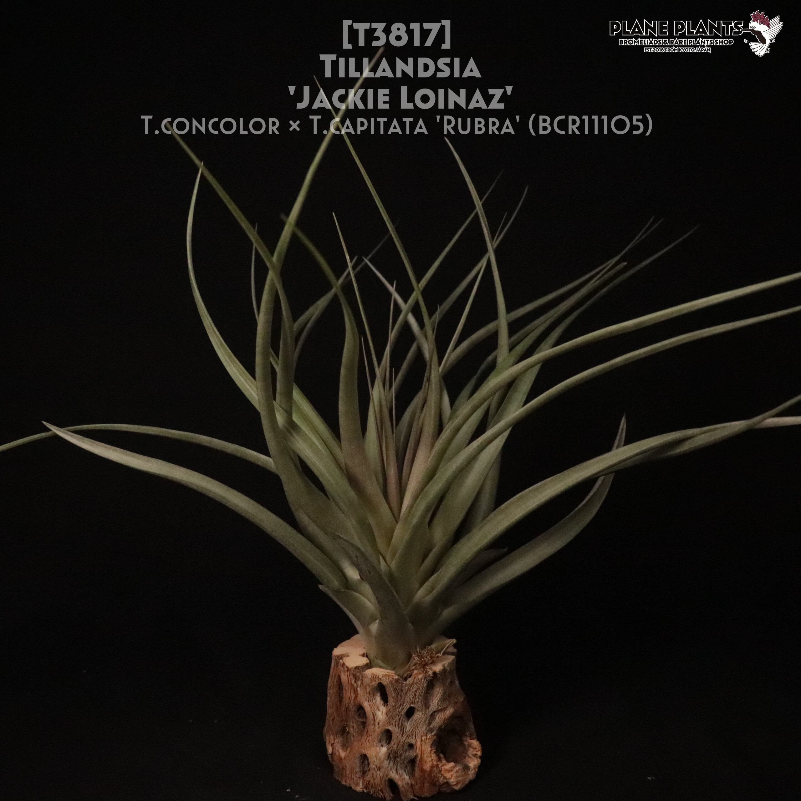 チランジア Jackie Loinaz x Kraken 【公式通販】