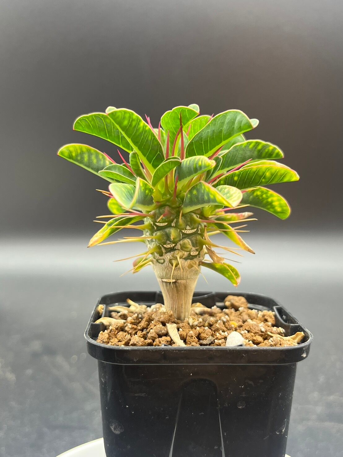 デセプタ ユーフォルビア | Le Norte 実生植物専門店 デセプタ ユーフォルビア | Le Norte 実生植物専門店