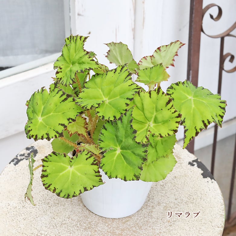 観葉植物 レックスベゴニア 4号 パープルフラッシュ ハワイアン
