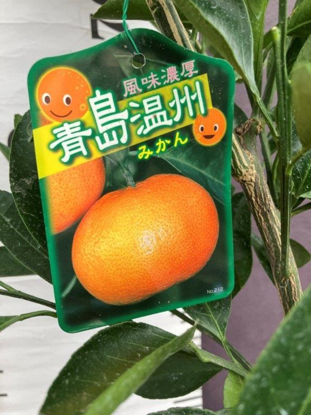 青島温州みかん【2年生接ぎ木苗】 | 日本ライン花木センター