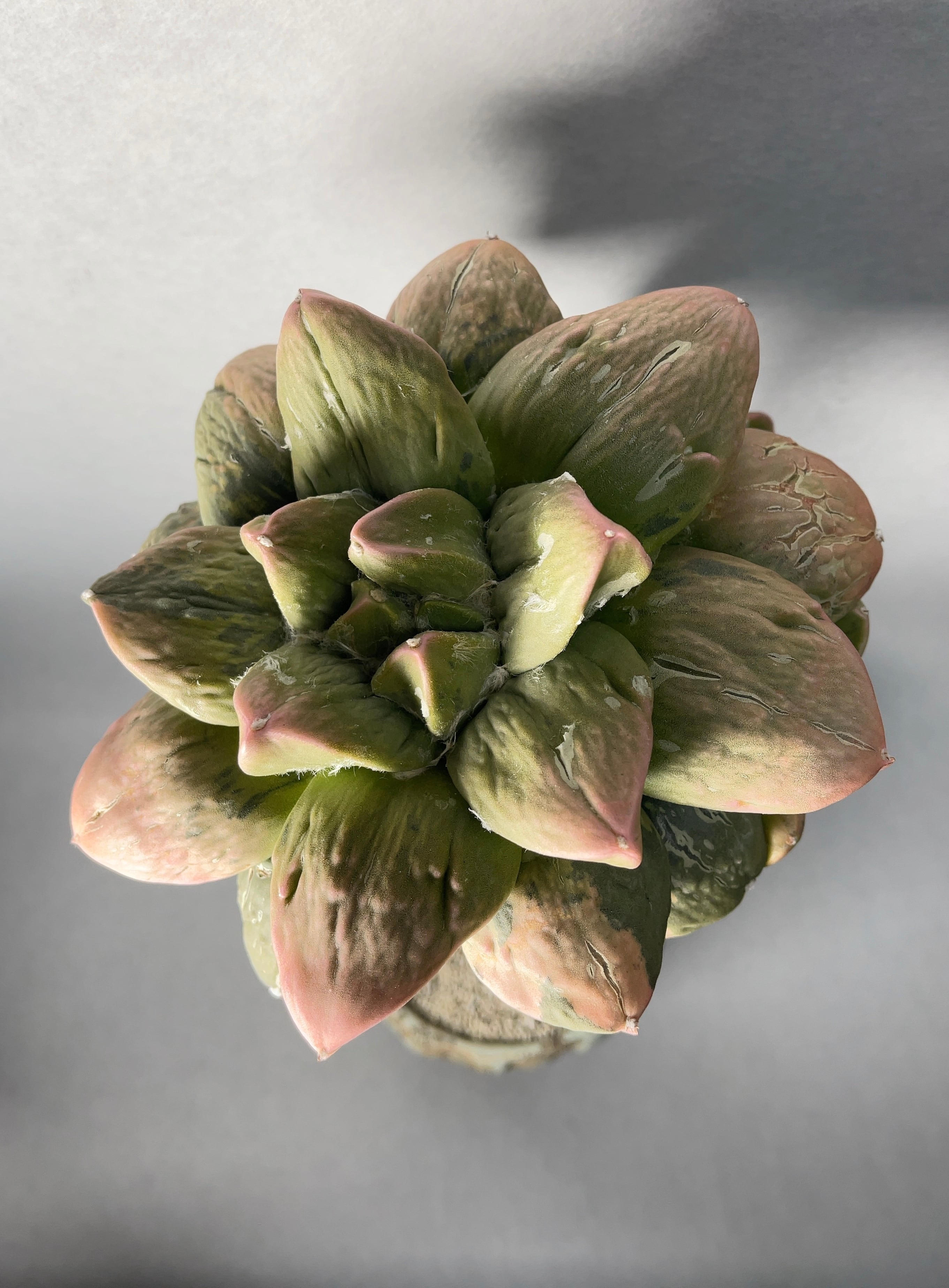 アリオカルプス・花牡丹錦 | trigger