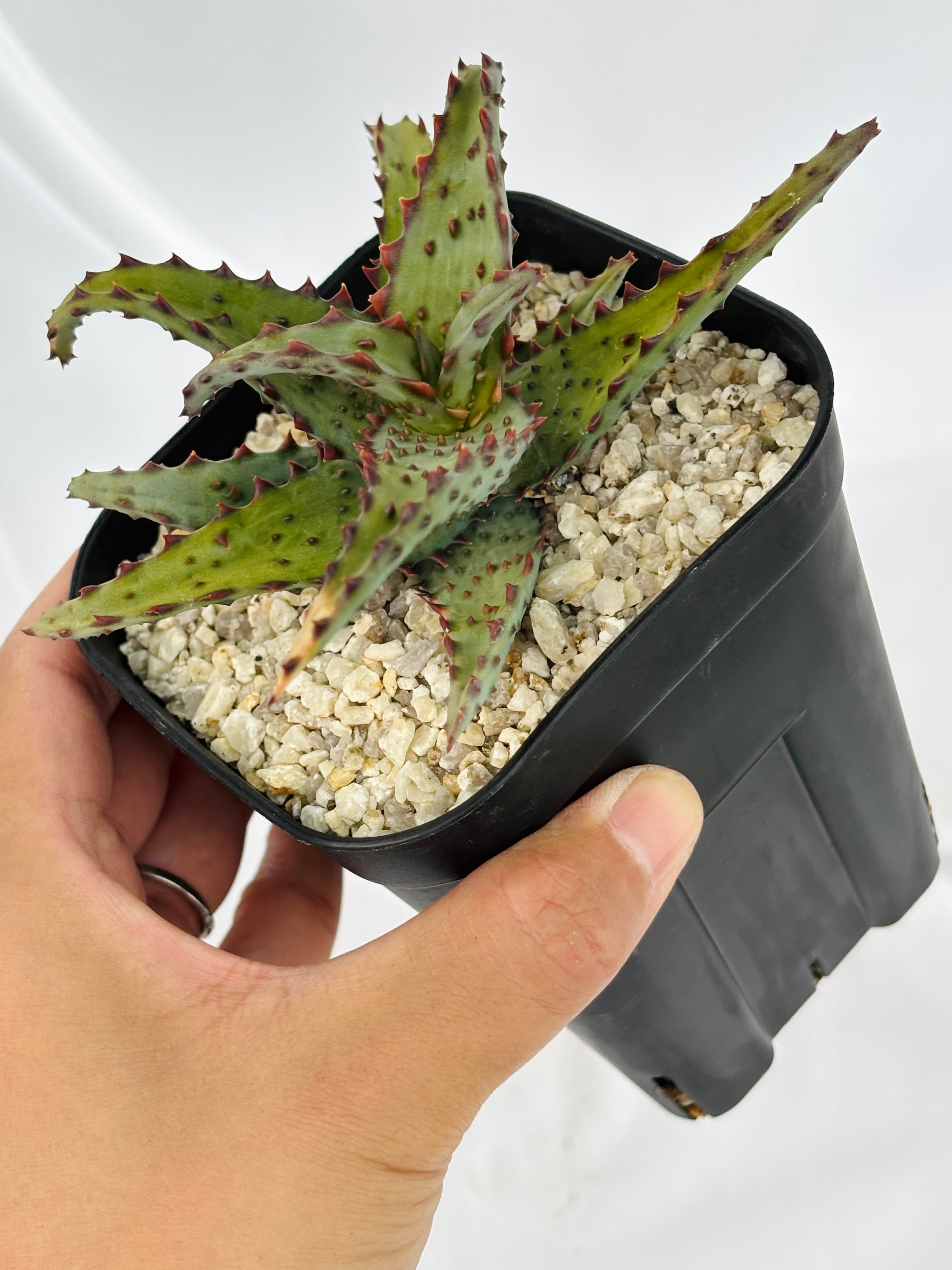 Aloe castilloniae アロエ カスティロニアエ 多肉植物 | plants MARU