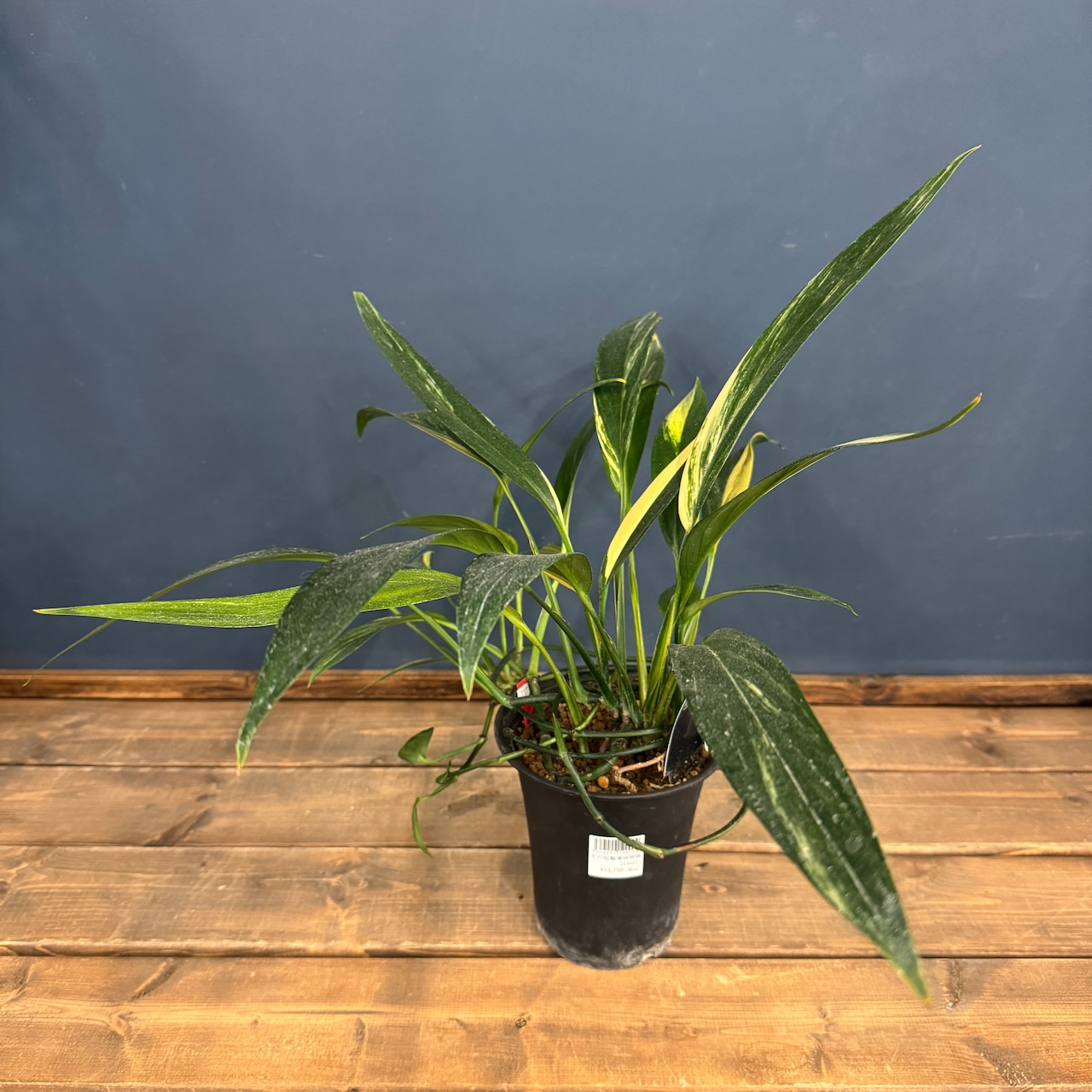 【クリアランス】エピプレムナム アンプリッシマム 斑入り【737】