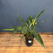 【クリアランス】エピプレムナム アンプリッシマム 斑入り【737】