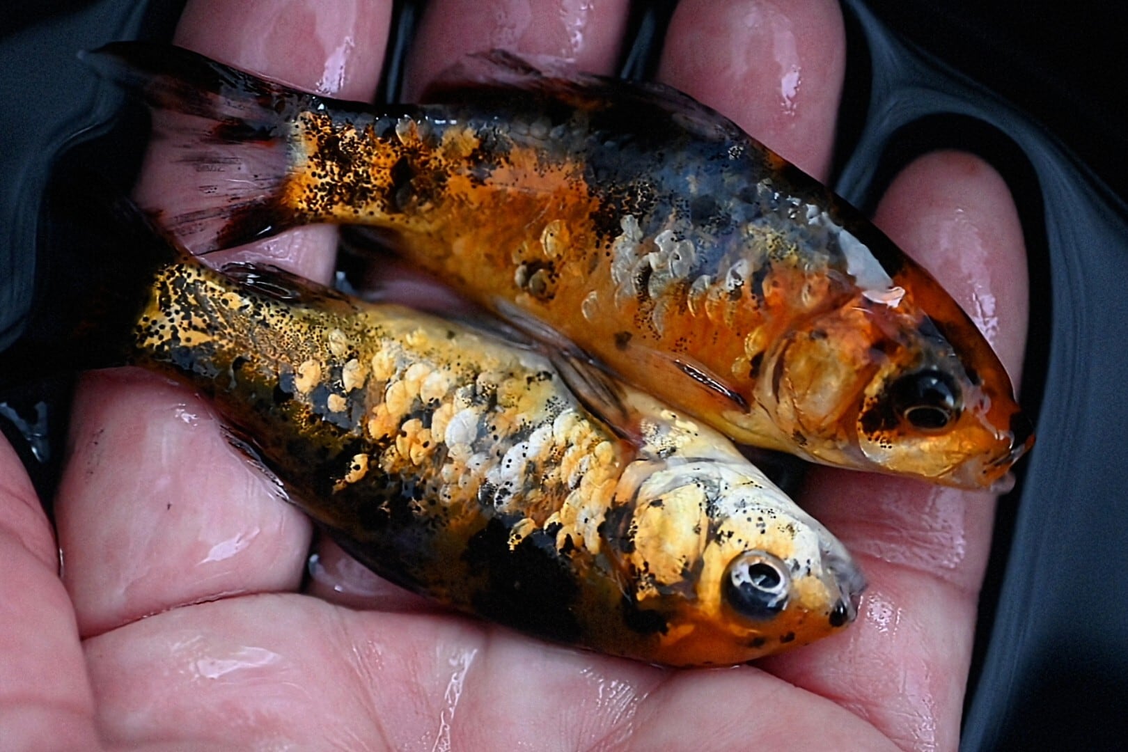 墨銀鱗三色和金 8cm～9cm 2匹 No829 | PAY ID